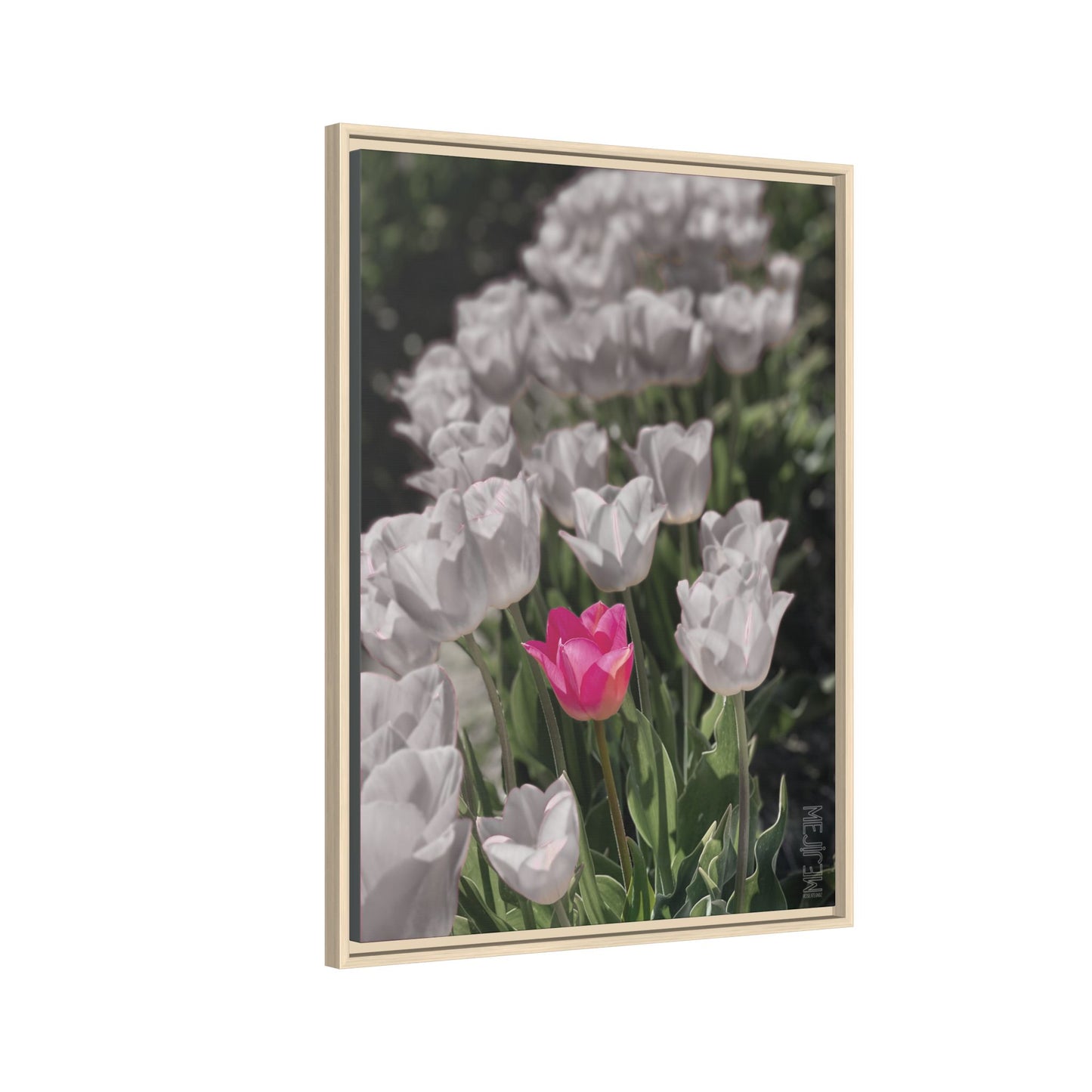 ROSEATE 002 — Serenity Meji Explore Series: Tulips | Skagit Valley, WA GroveSense™ by José Domingo