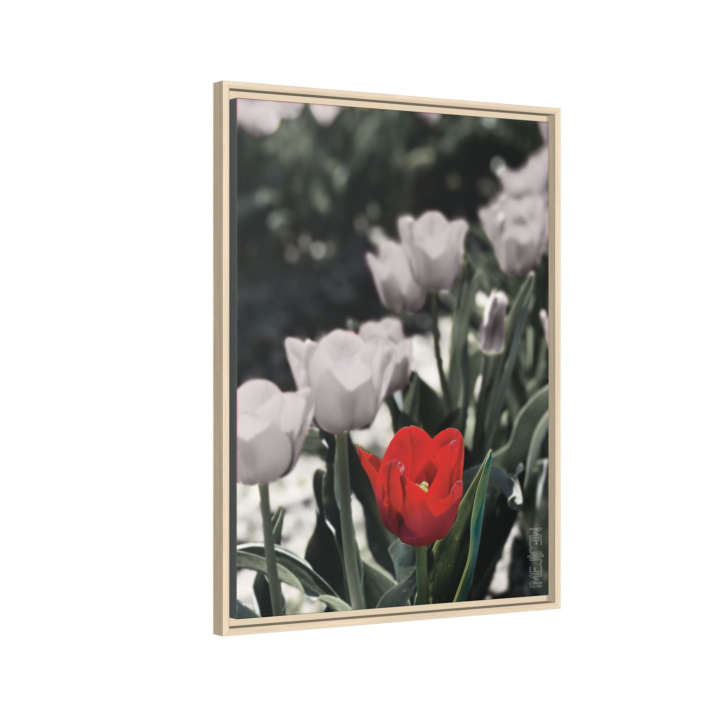 SCARLET 002 — Stillness Meji Explore Series: Tulips | Skagit Valley, WA GroveSense™ by José Domingo