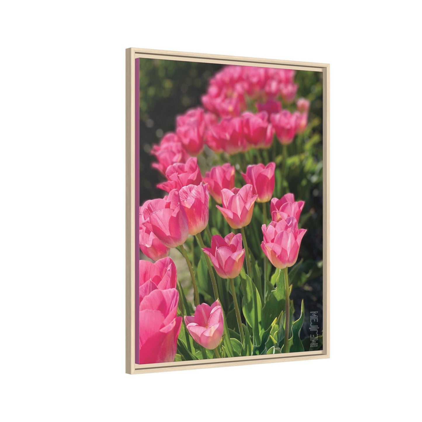 ROSEATE 001 — Chromatic Meji Explore Series: Tulips | Skagit Valley, WA GroveSense™ by José Domingo