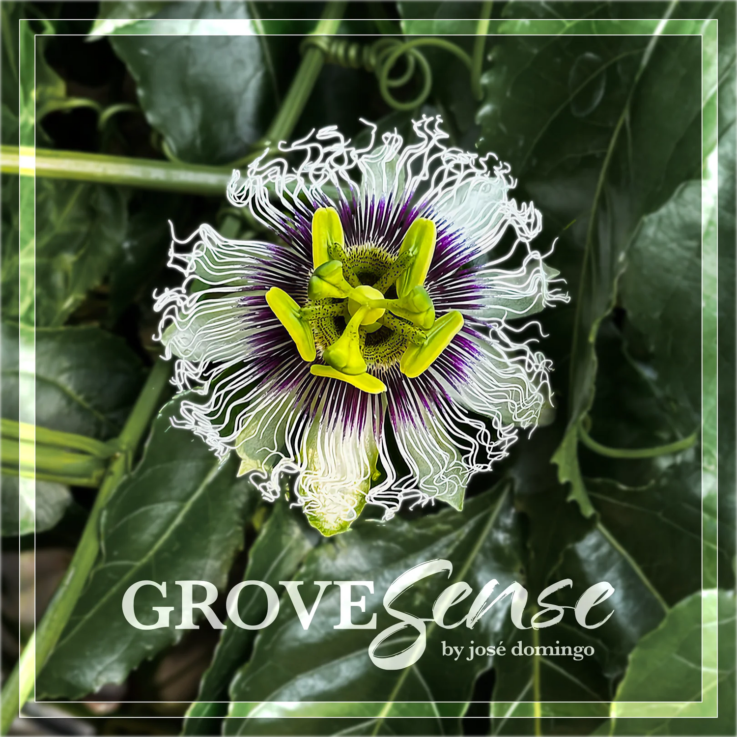 GROVESENSE™ by José Domingo
