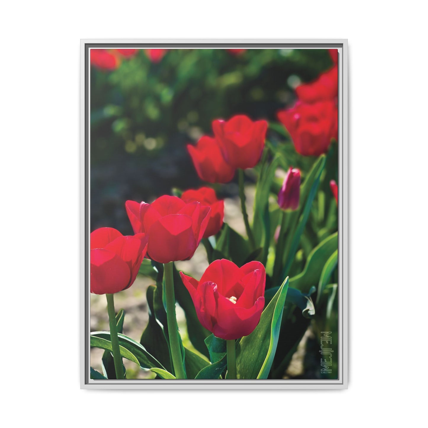 SCARLET 001 — Chromatic Meji Explore Series: Tulips | Skagit Valley, WA GroveSense™ by José Domingo