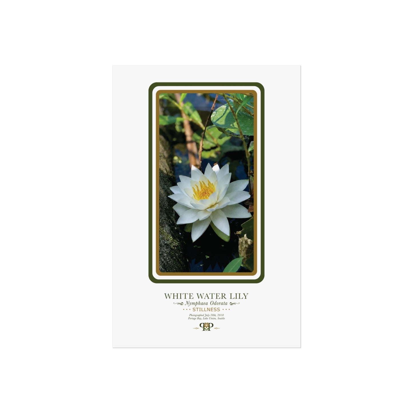 White Water Lily Fine Art Poster | Botanical Wall Art | Stillness Nature Print