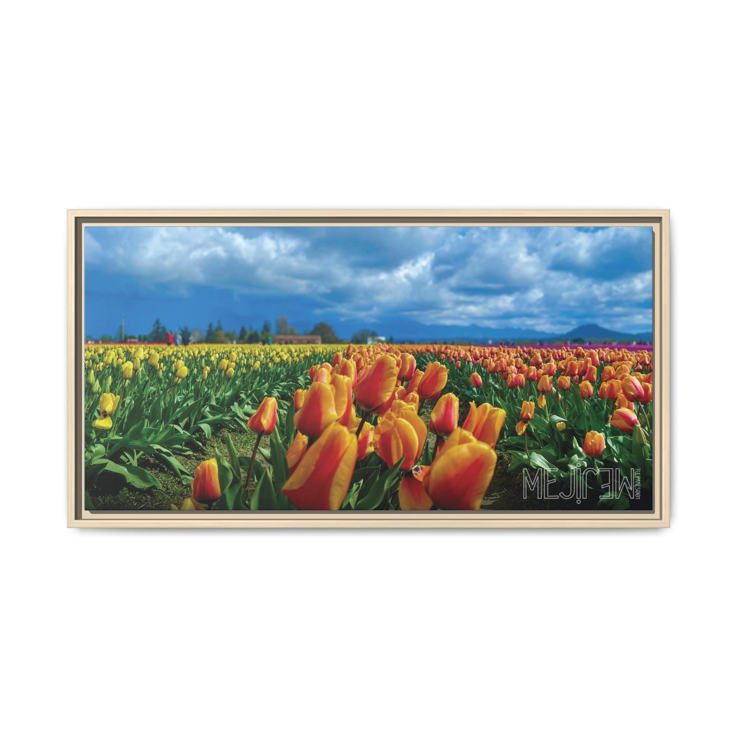 "TULIPANES 001 — Chromatic" Skagit Valley Tulip Field Print — Matte Canvas Wall Art