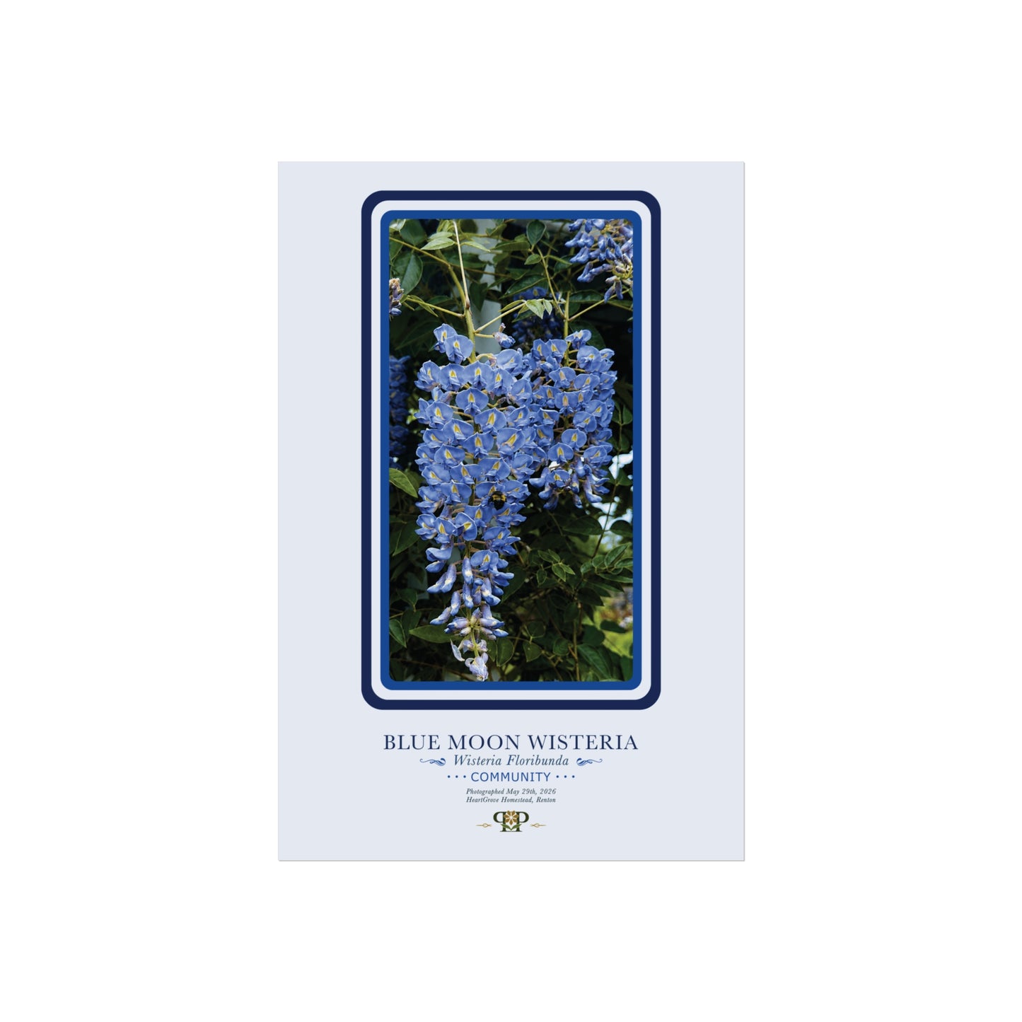 Blue Moon Wisteria Fine Art Poster | Botanical Wall Art | Community Nature Print