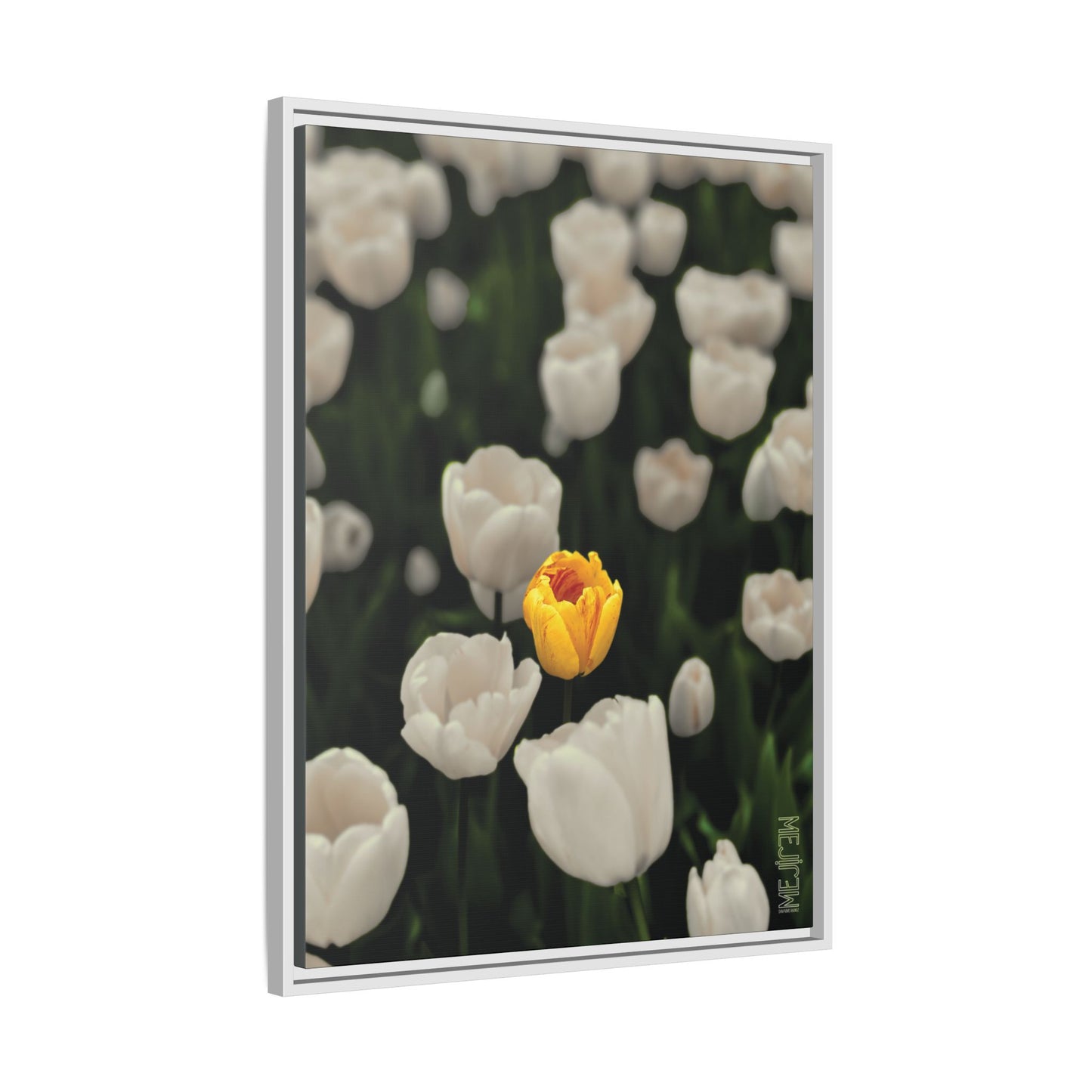 DAWNBREAK 002 — Solace Meji Explore Series: Tulips | Skagit Valley, WA GroveSense™ by José Domingo