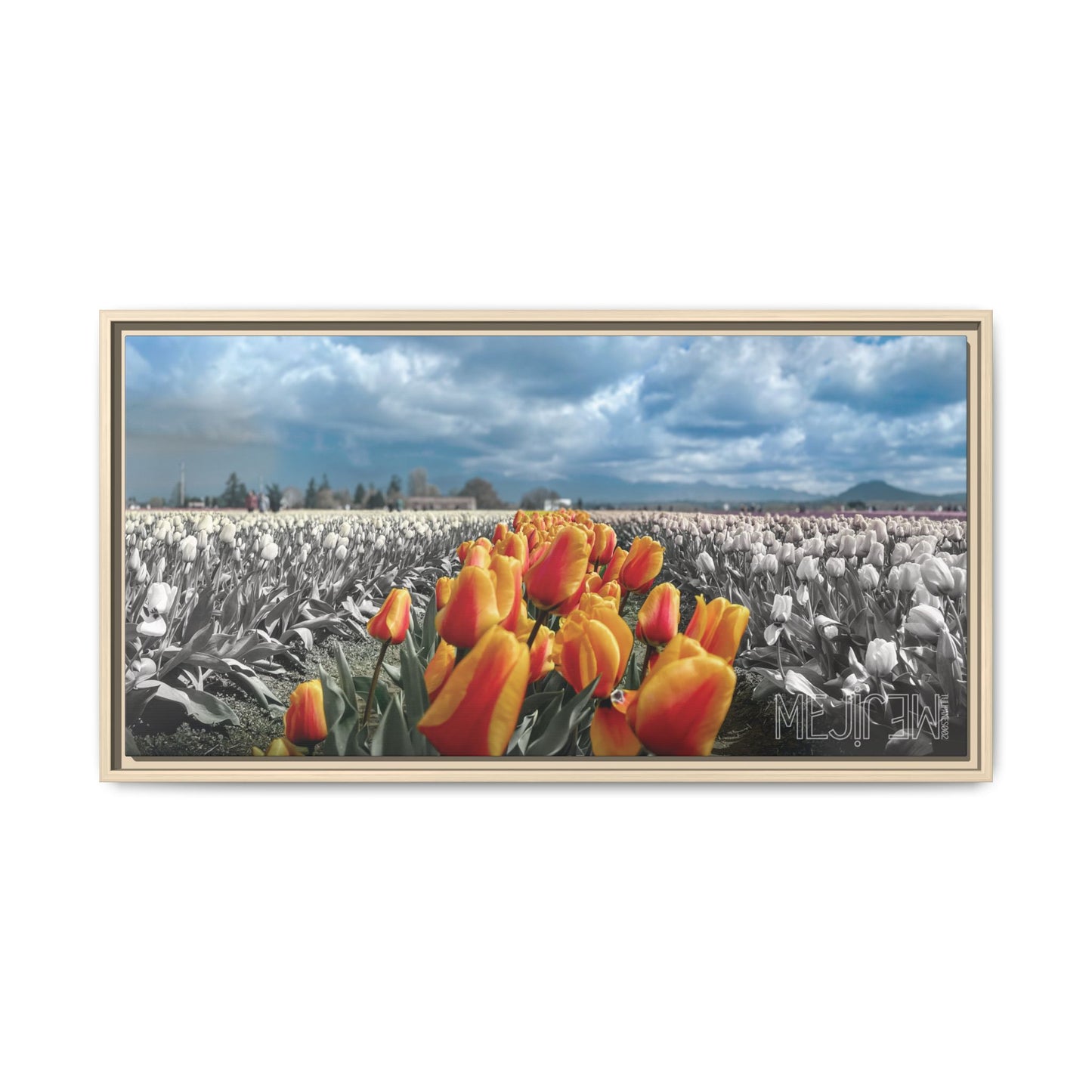 "TULIPANES 002 — Tranquility" Skagit Valley Tulip Field Print — Matte Canvas Wall Art