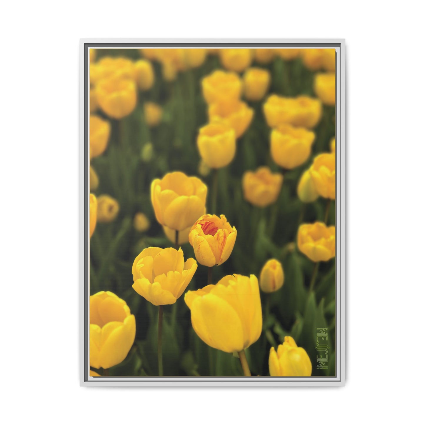 DAWNBREAK 001 — Chromatic Meji Explore Series: Tulips | Skagit Valley, WA GroveSense™ by José Domingo