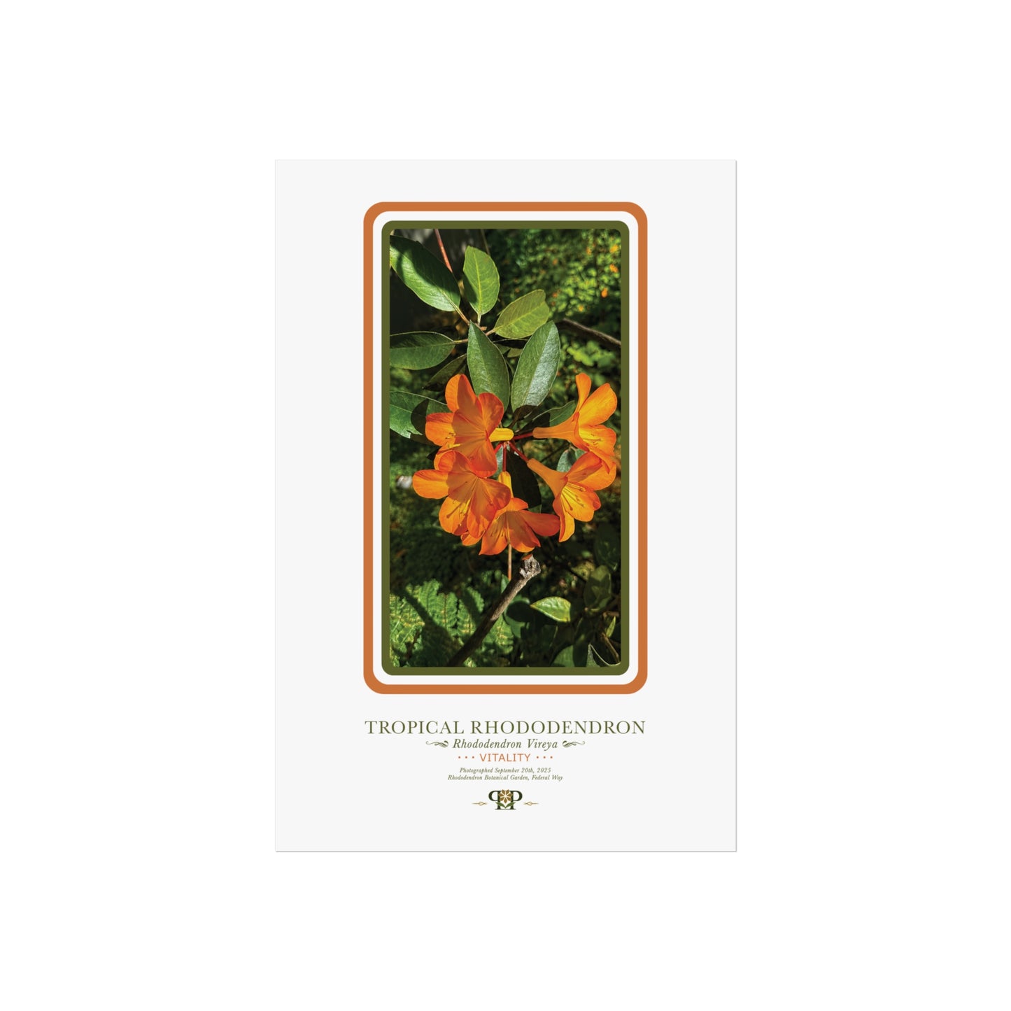 Orange Azalea Fine Art Poster | Botanical Wall Art | Vitality Nature Print