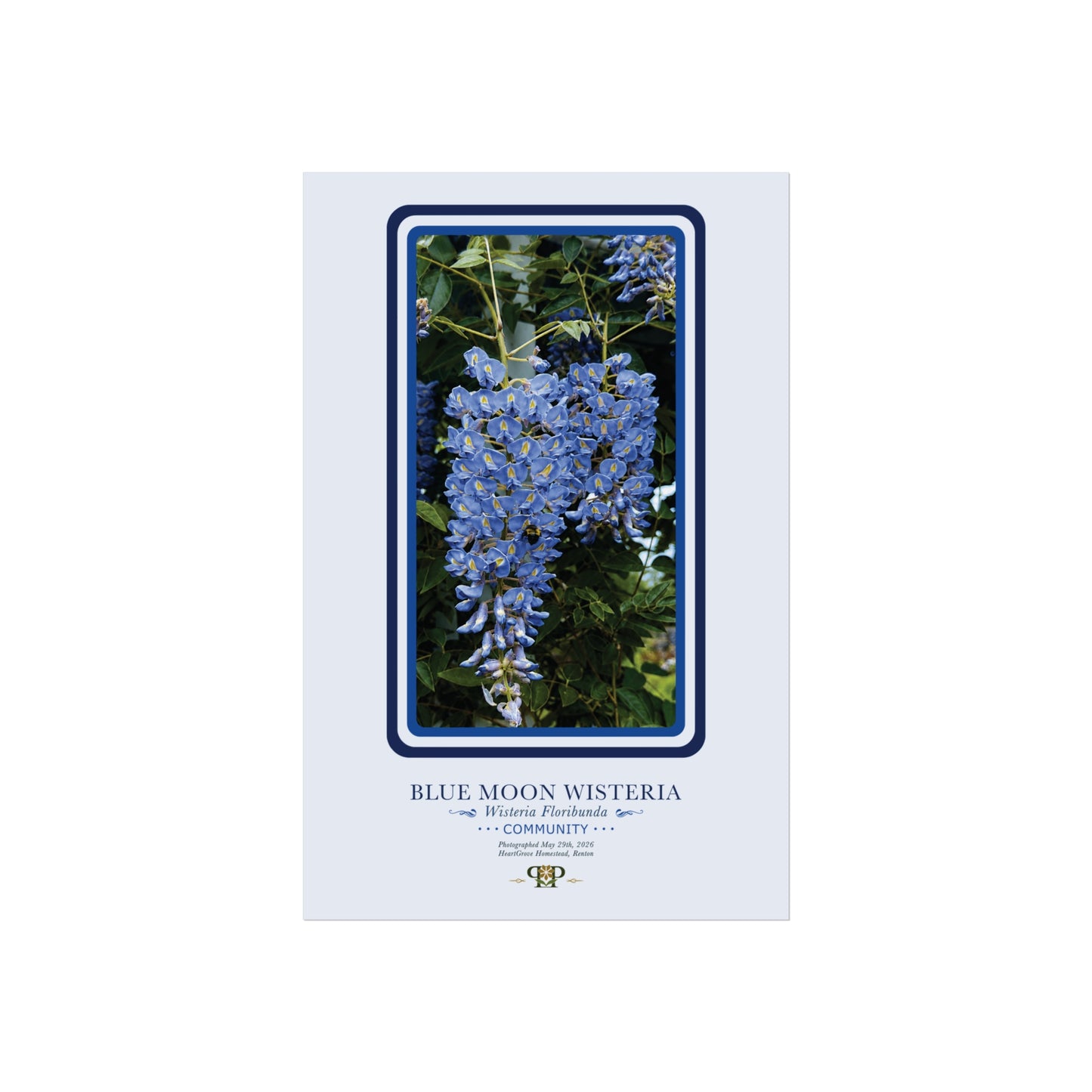 Blue Moon Wisteria Fine Art Poster | Botanical Wall Art | Community Nature Print