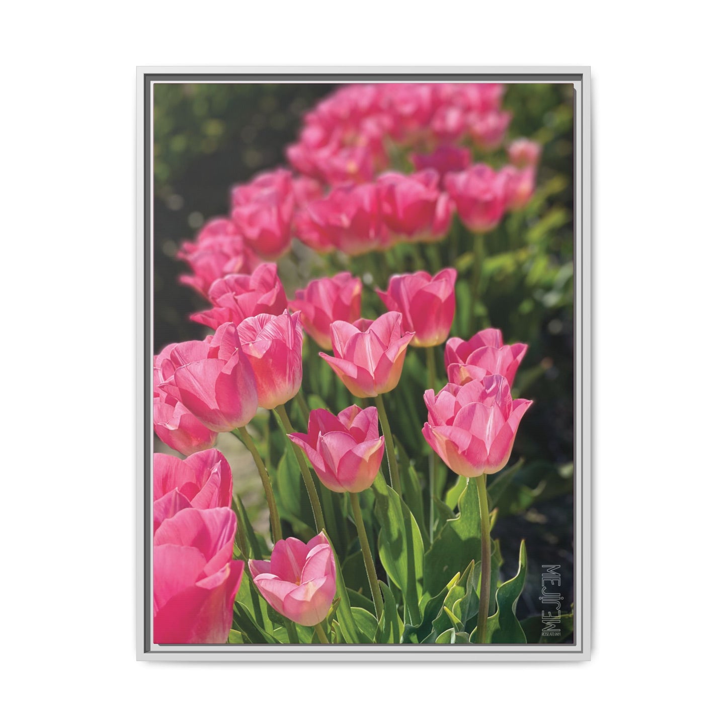 ROSEATE 001 — Chromatic Meji Explore Series: Tulips | Skagit Valley, WA GroveSense™ by José Domingo