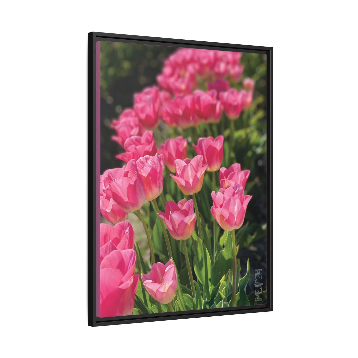 ROSEATE 001 — Chromatic Meji Explore Series: Tulips | Skagit Valley, WA GroveSense™ by José Domingo