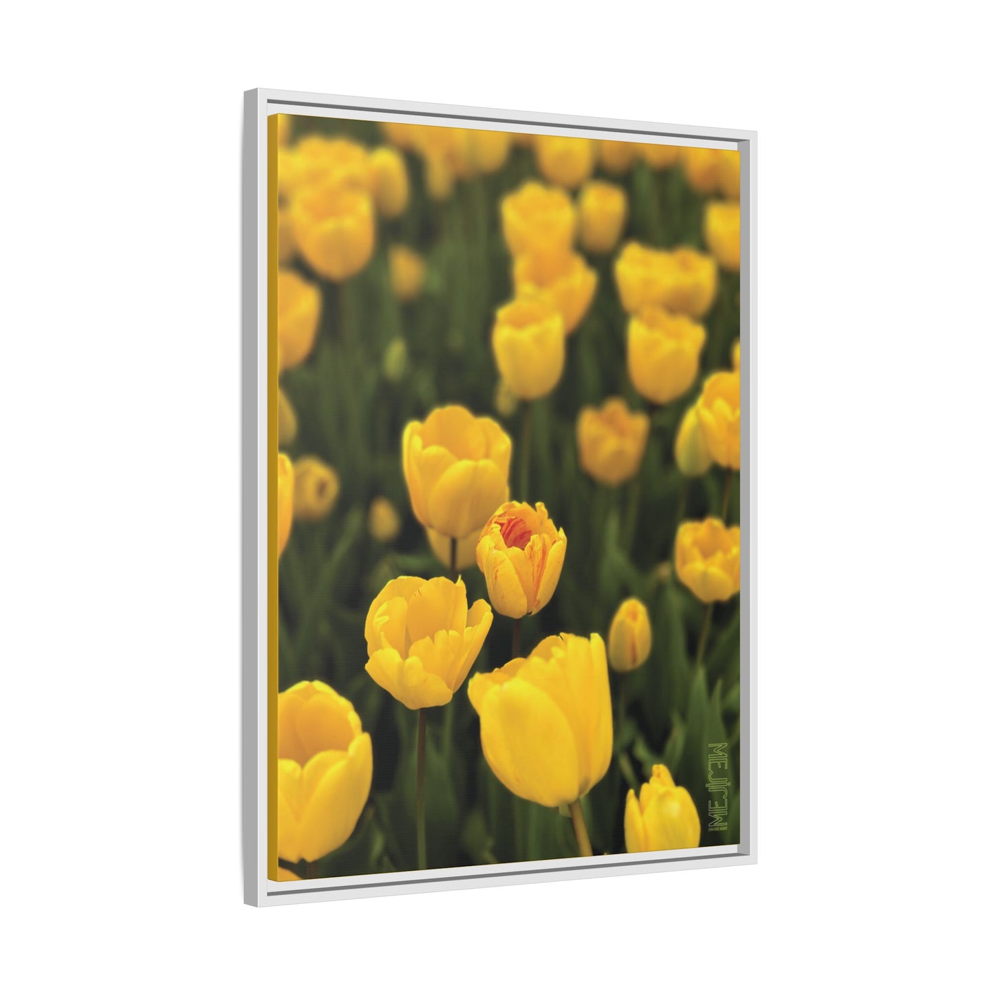 DAWNBREAK 001 — Chromatic Meji Explore Series: Tulips | Skagit Valley, WA GroveSense™ by José Domingo
