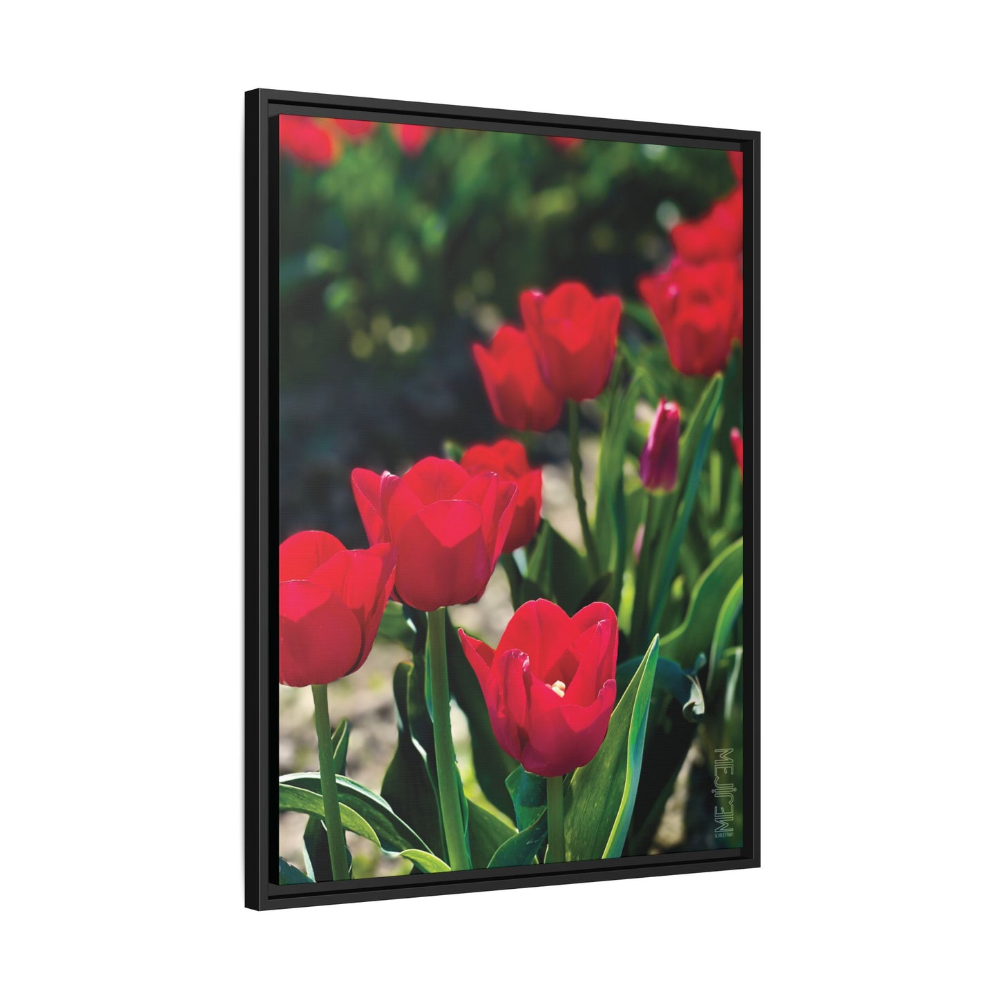 SCARLET 001 — Chromatic Meji Explore Series: Tulips | Skagit Valley, WA GroveSense™ by José Domingo