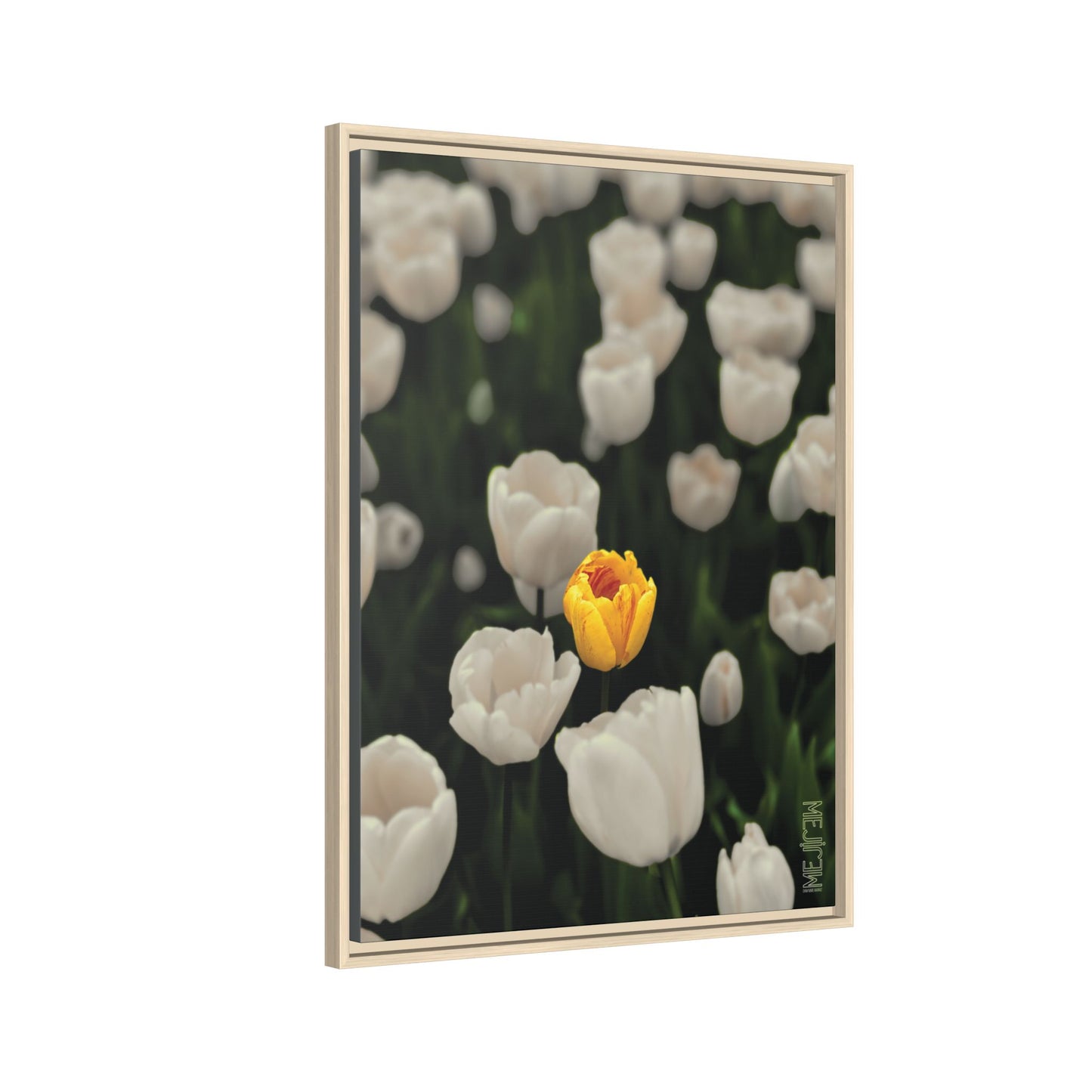DAWNBREAK 002 — Solace Meji Explore Series: Tulips | Skagit Valley, WA GroveSense™ by José Domingo