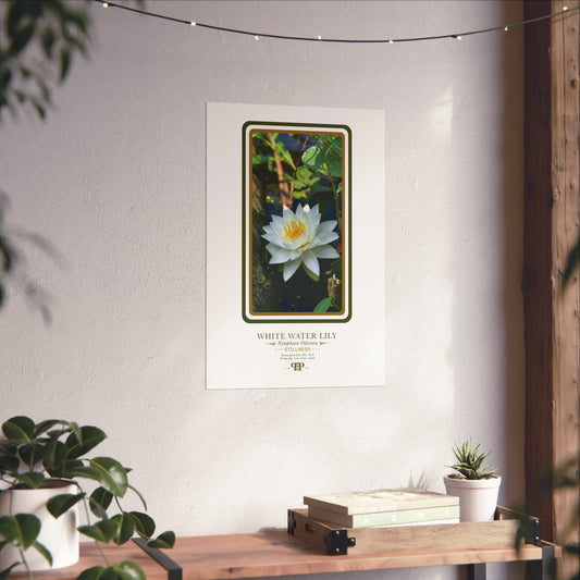 White Water Lily Fine Art Poster | Botanical Wall Art | Stillness Nature Print