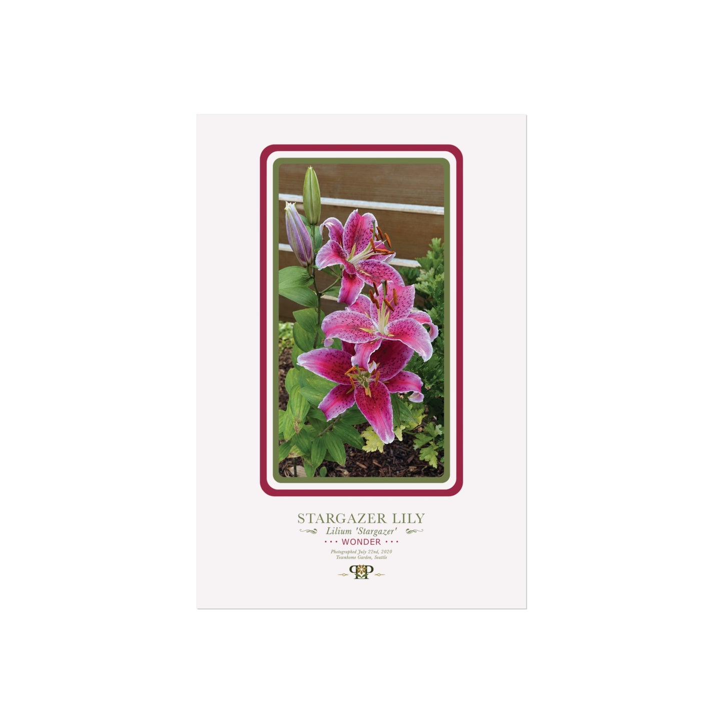 Stargazer Lily Fine Art Poster | Botanical Wall Art | Wonder Nature Print