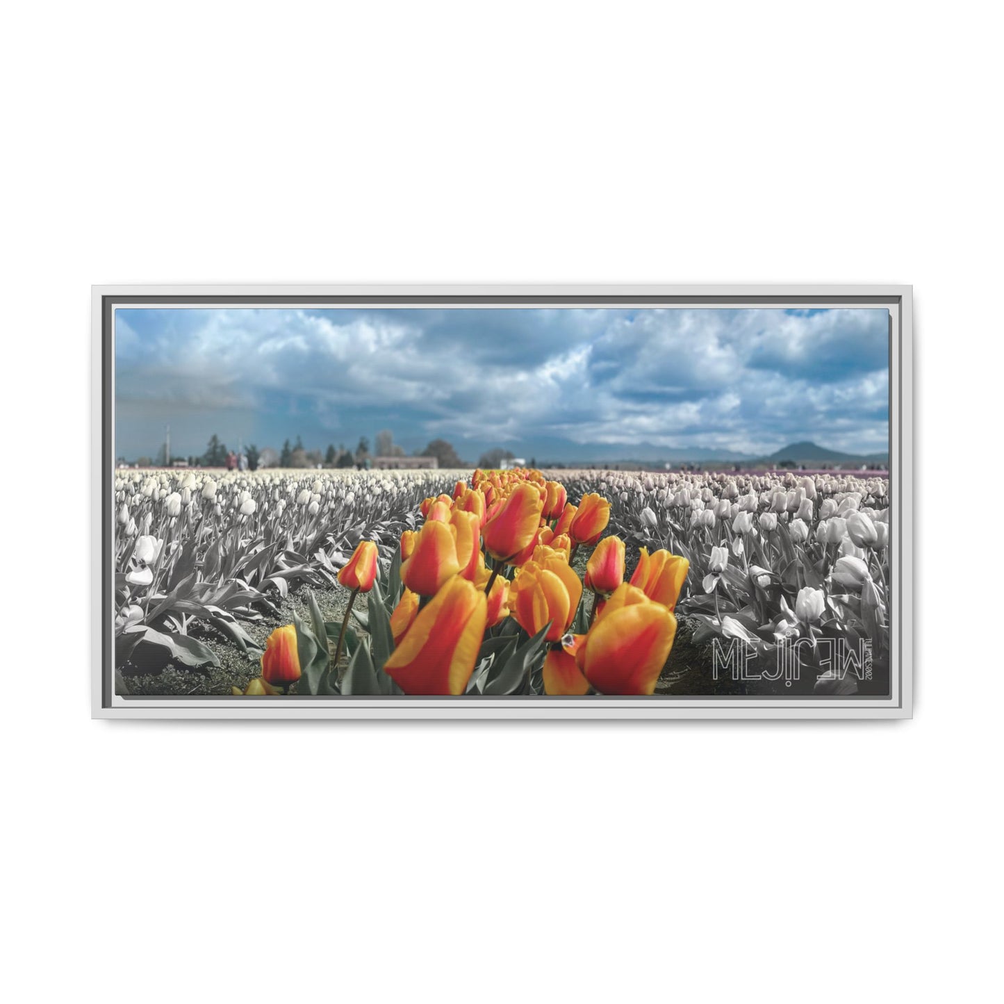 "TULIPANES 002 — Tranquility" Skagit Valley Tulip Field Print — Matte Canvas Wall Art