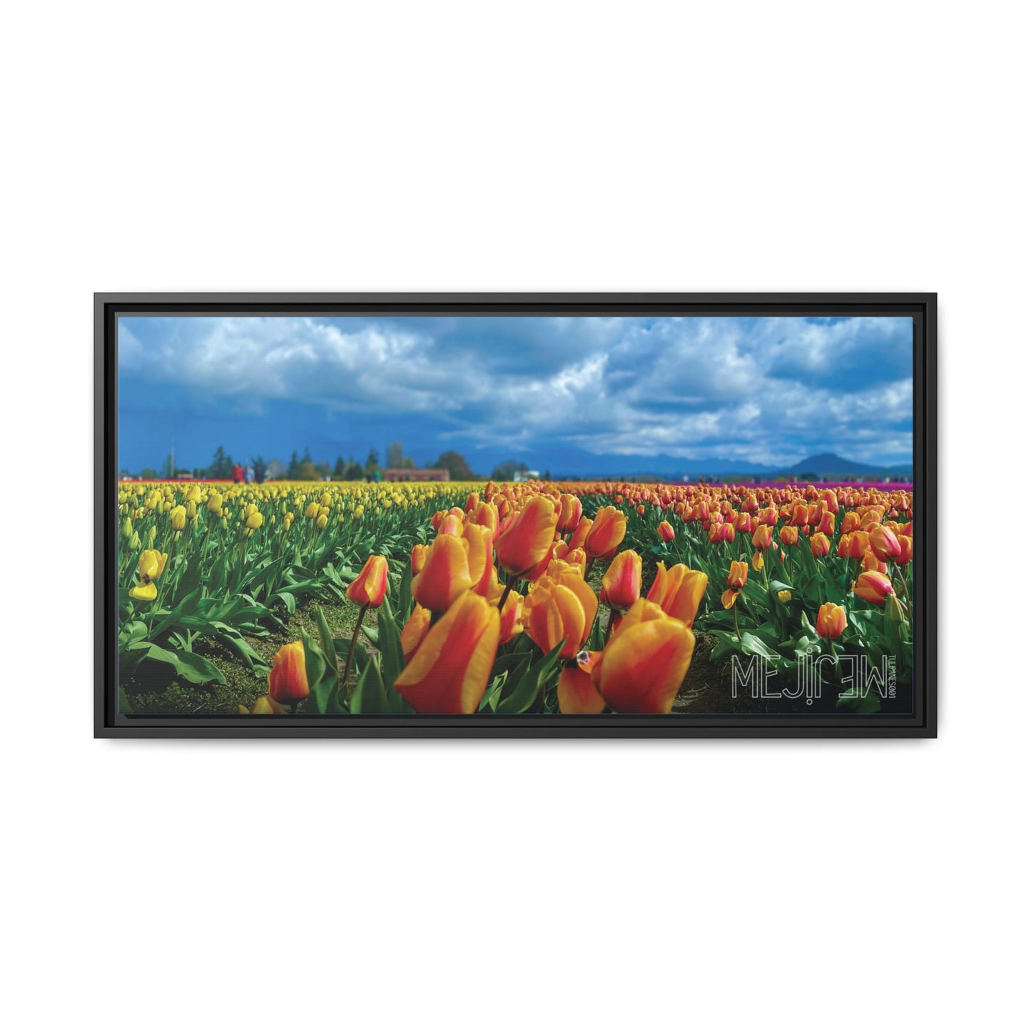 "TULIPANES 001 — Chromatic" Skagit Valley Tulip Field Print — Matte Canvas Wall Art