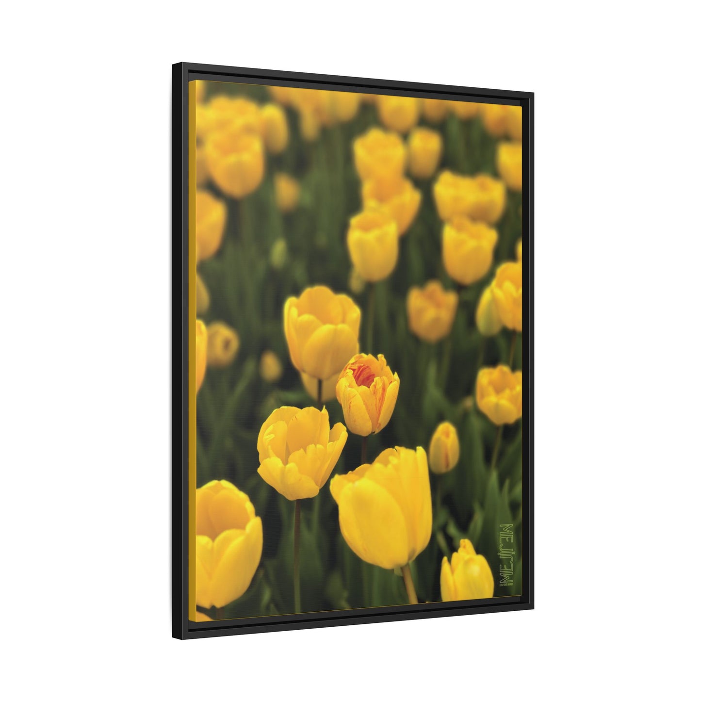 DAWNBREAK 001 — Chromatic Meji Explore Series: Tulips | Skagit Valley, WA GroveSense™ by José Domingo