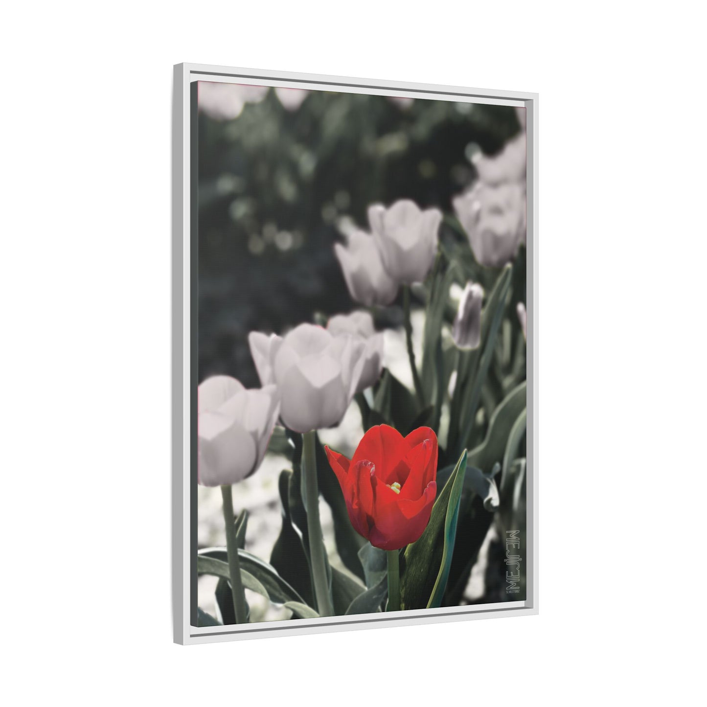 SCARLET 002 — Stillness Meji Explore Series: Tulips | Skagit Valley, WA GroveSense™ by José Domingo