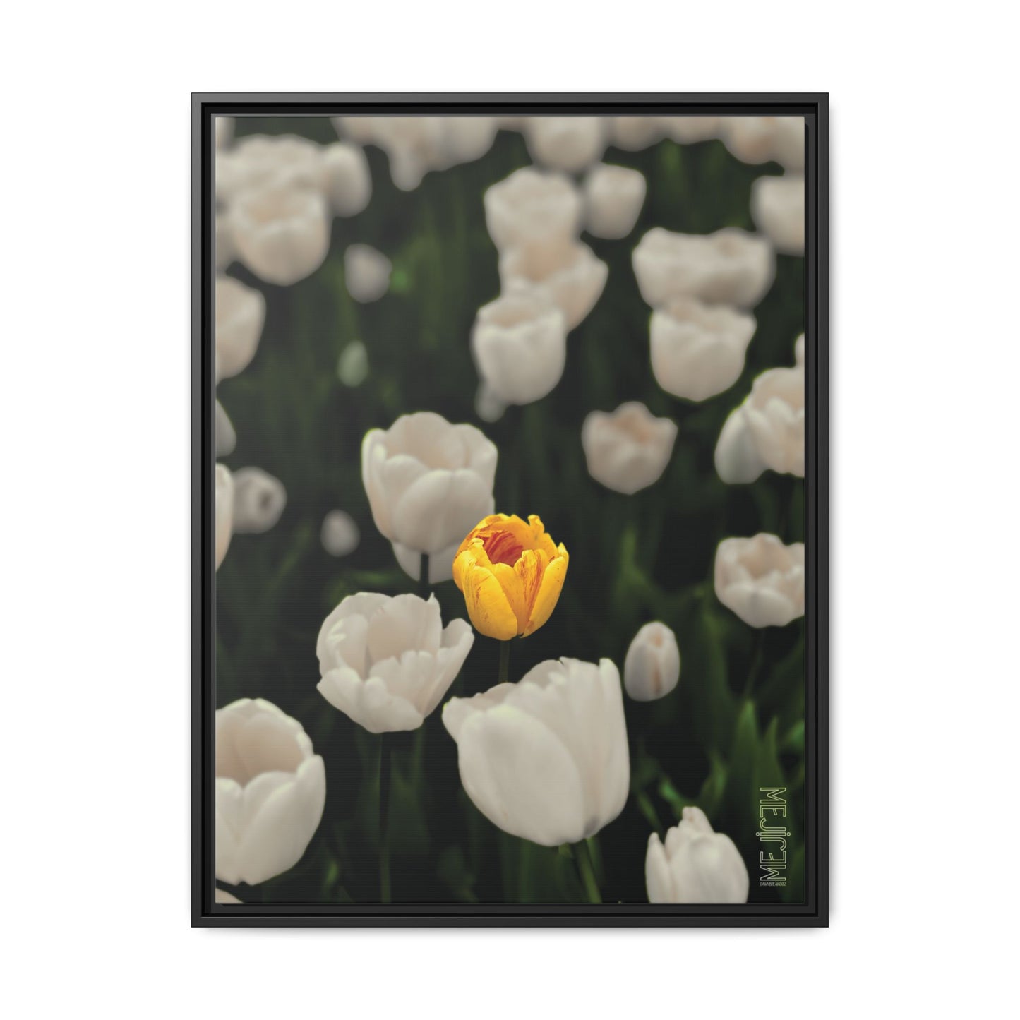 DAWNBREAK 002 — Solace Meji Explore Series: Tulips | Skagit Valley, WA GroveSense™ by José Domingo