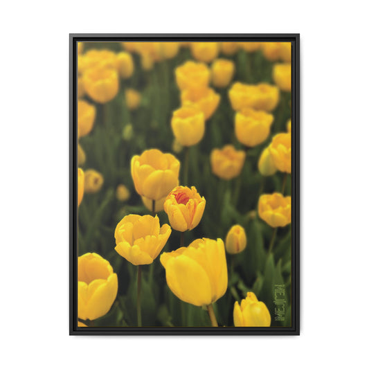 DAWNBREAK 001 — Chromatic Meji Explore Series: Tulips | Skagit Valley, WA GroveSense™ by José Domingo