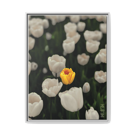 DAWNBREAK 002 — Solace Meji Explore Series: Tulips | Skagit Valley, WA GroveSense™ by José Domingo