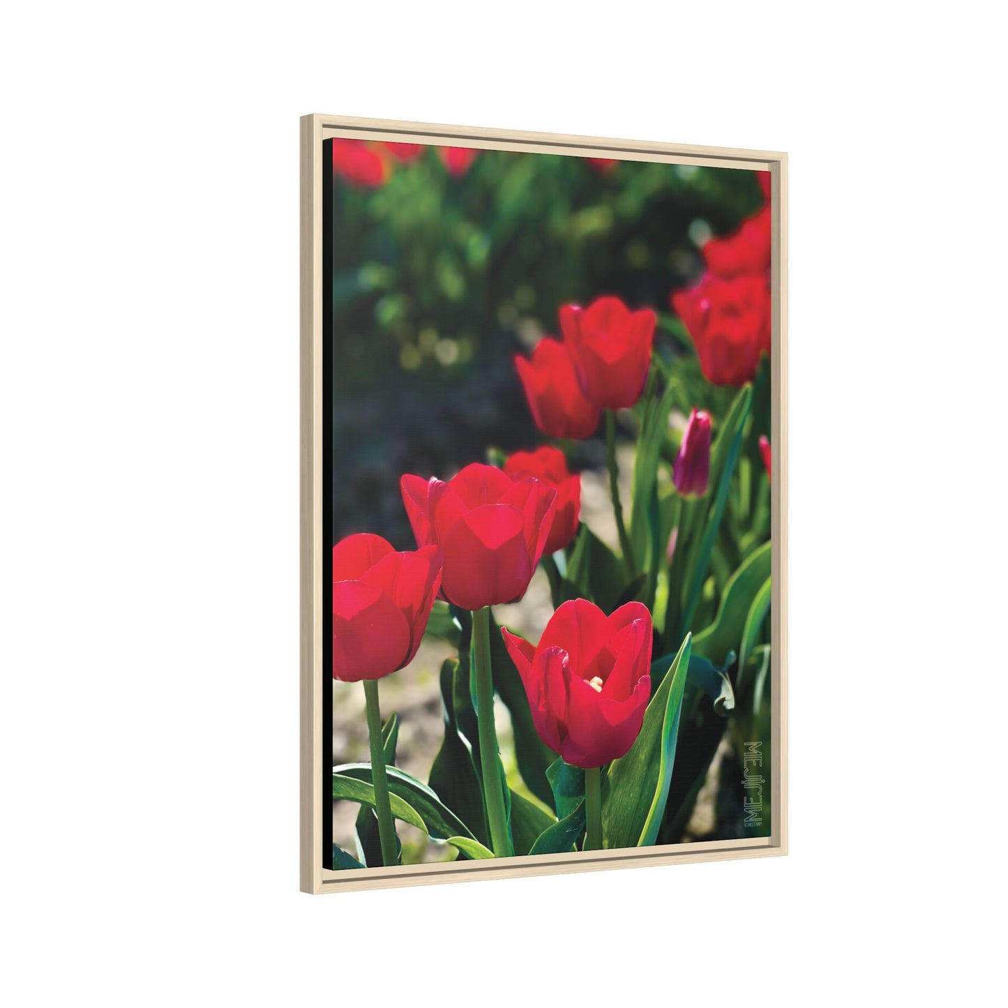 SCARLET 001 — Chromatic Meji Explore Series: Tulips | Skagit Valley, WA GroveSense™ by José Domingo