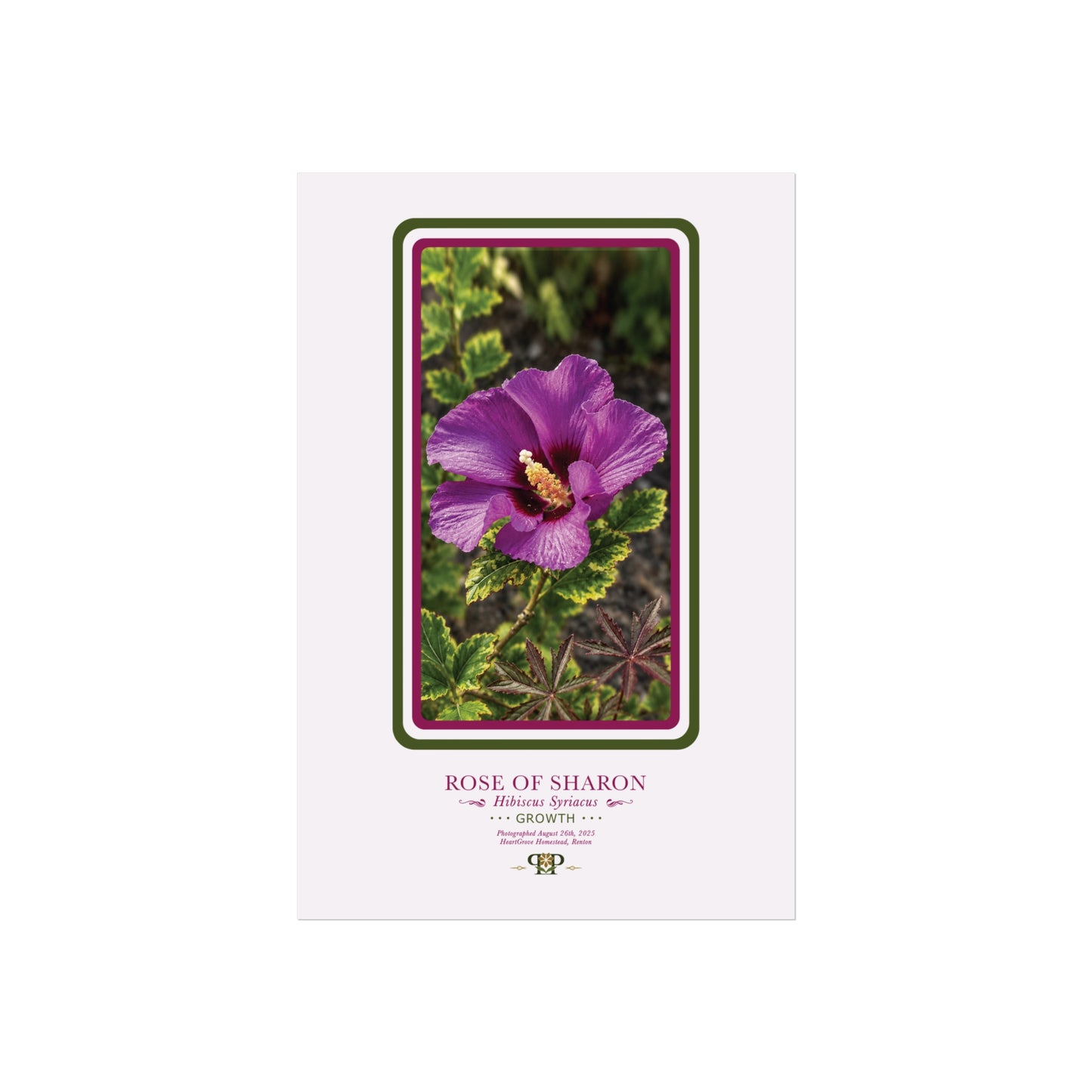 Hibiscus Fine Art Poster | Botanical Wall Art | Growth Nature Print