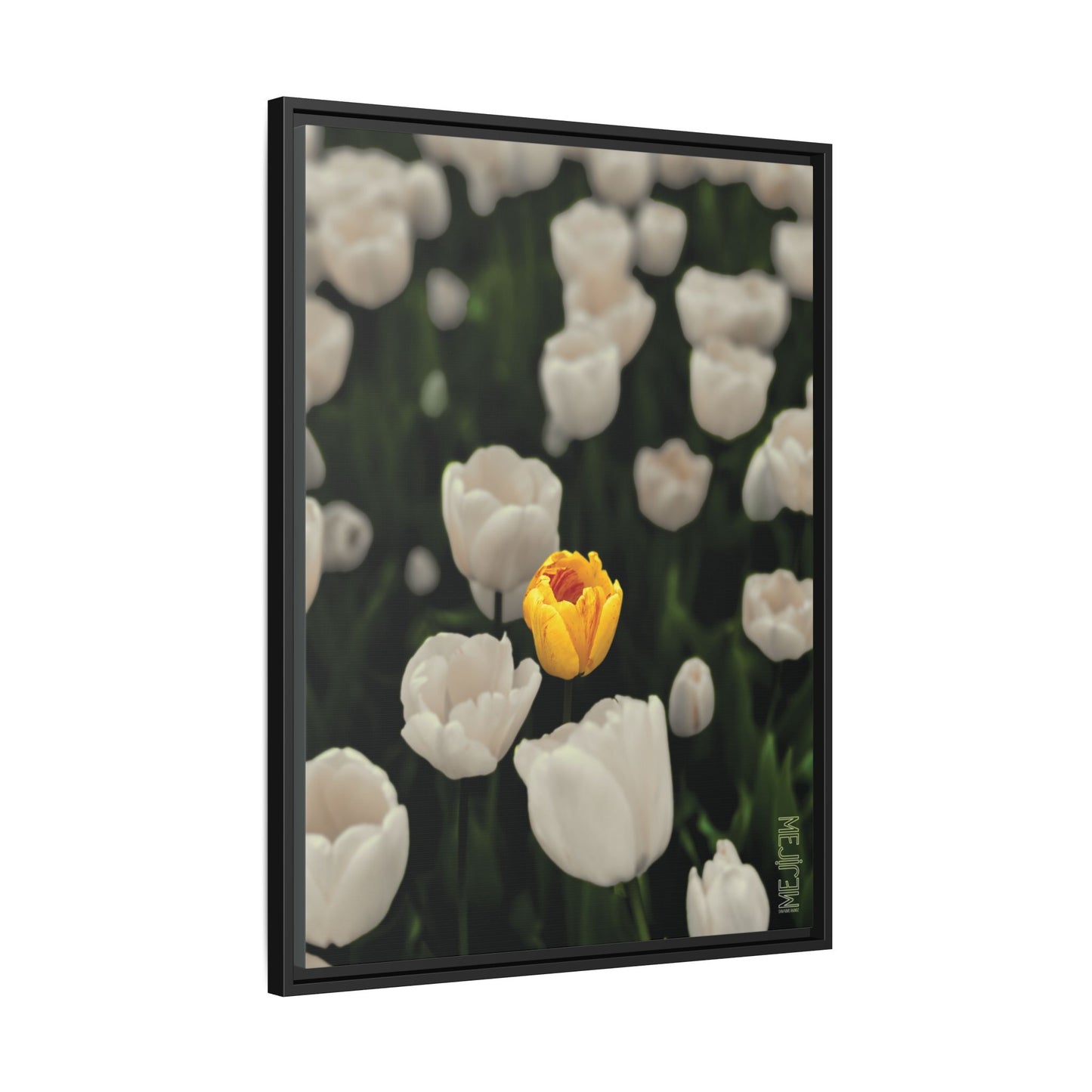 DAWNBREAK 002 — Solace Meji Explore Series: Tulips | Skagit Valley, WA GroveSense™ by José Domingo