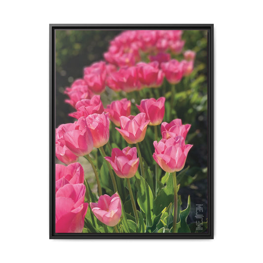 ROSEATE 001 — Chromatic Meji Explore Series: Tulips | Skagit Valley, WA GroveSense™ by José Domingo