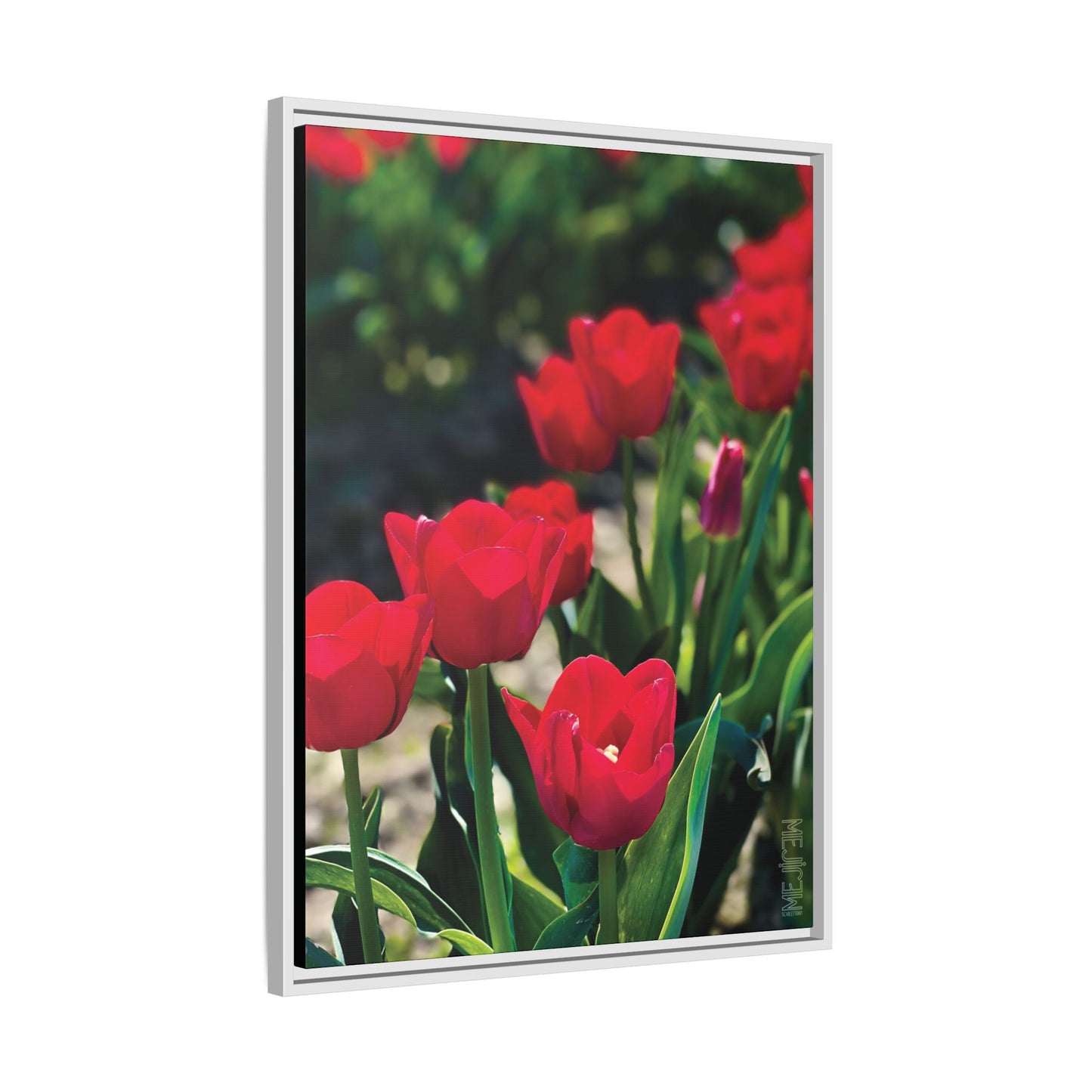 SCARLET 001 — Chromatic Meji Explore Series: Tulips | Skagit Valley, WA GroveSense™ by José Domingo