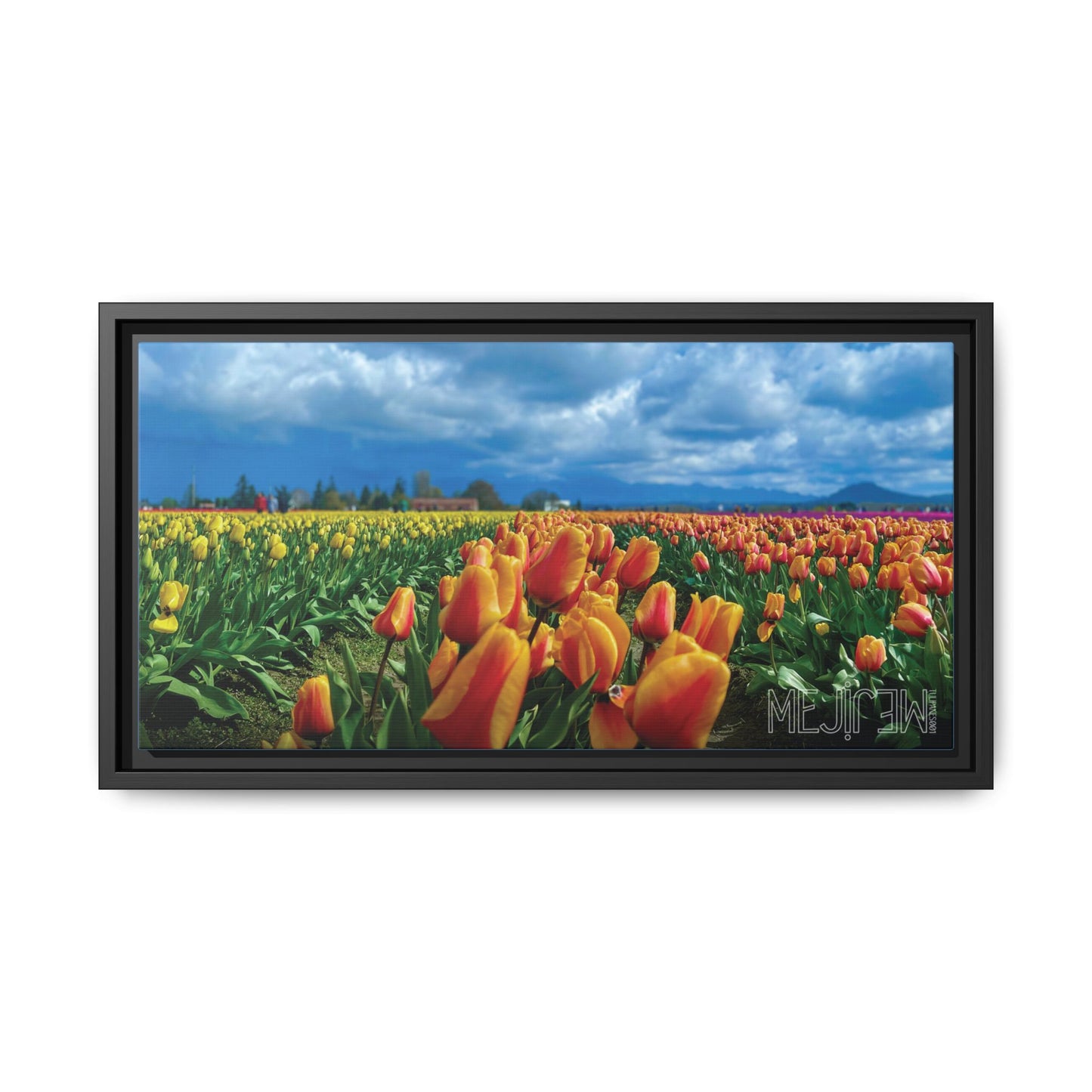 "TULIPANES 001 — Chromatic" Skagit Valley Tulip Field Print — Matte Canvas Wall Art