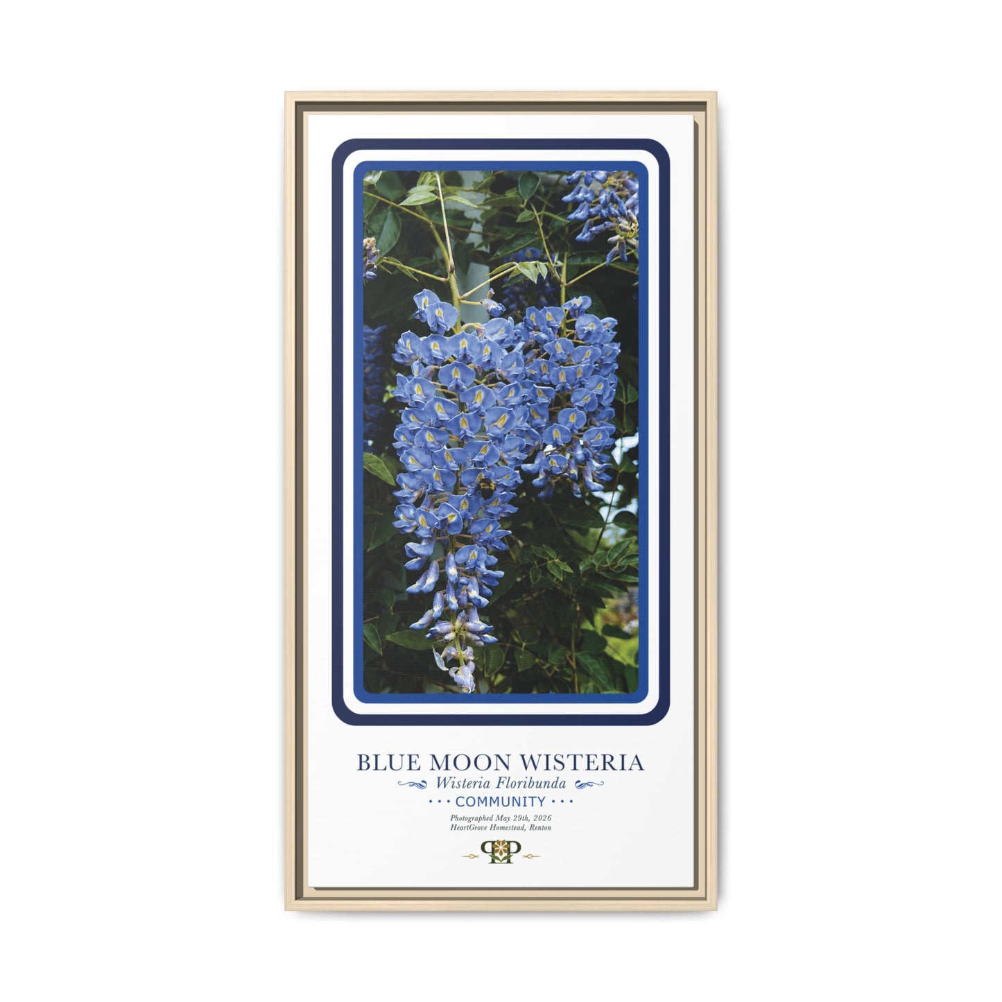 Framed “Community” Blue Moon Wisteria Botanical Wall Art - “PRIDE, PLANTED: ROOTED IN WORTH” COLLECTION