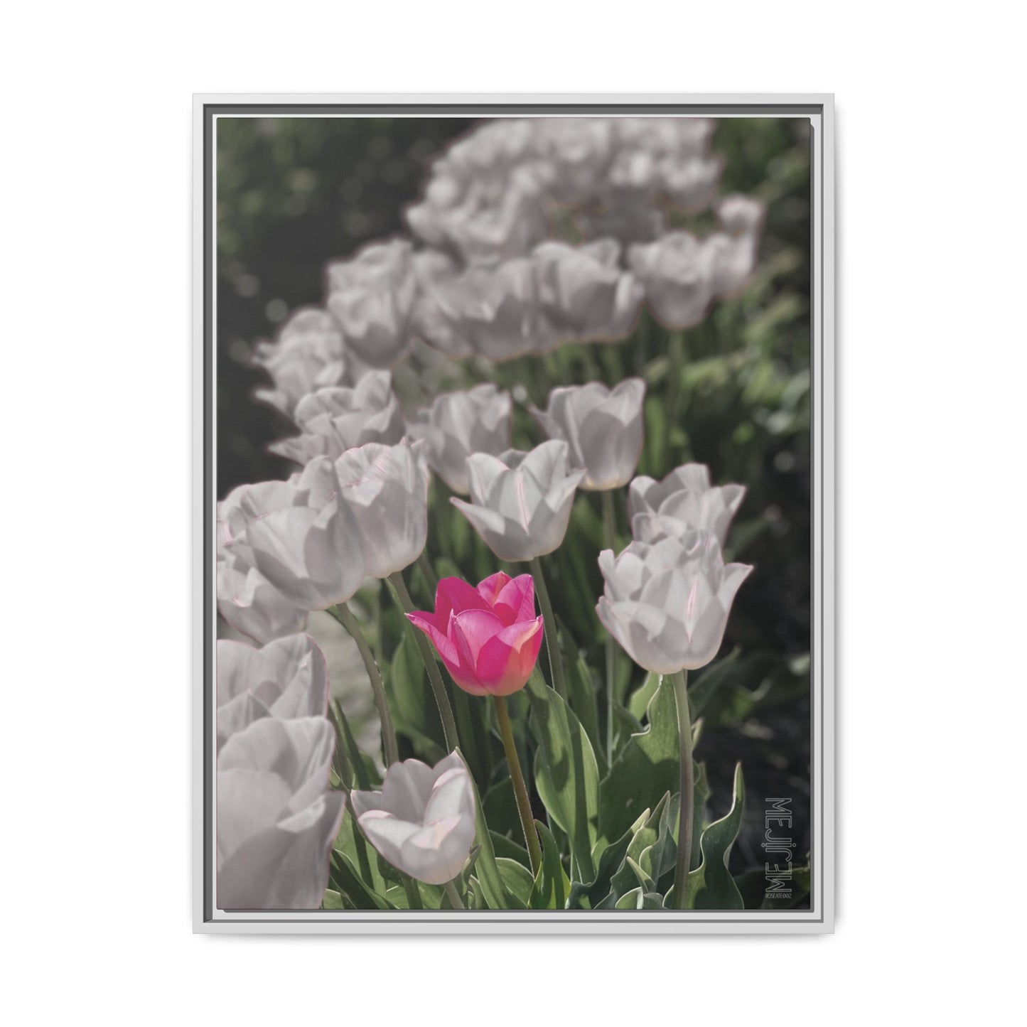 ROSEATE 002 — Serenity Meji Explore Series: Tulips | Skagit Valley, WA GroveSense™ by José Domingo