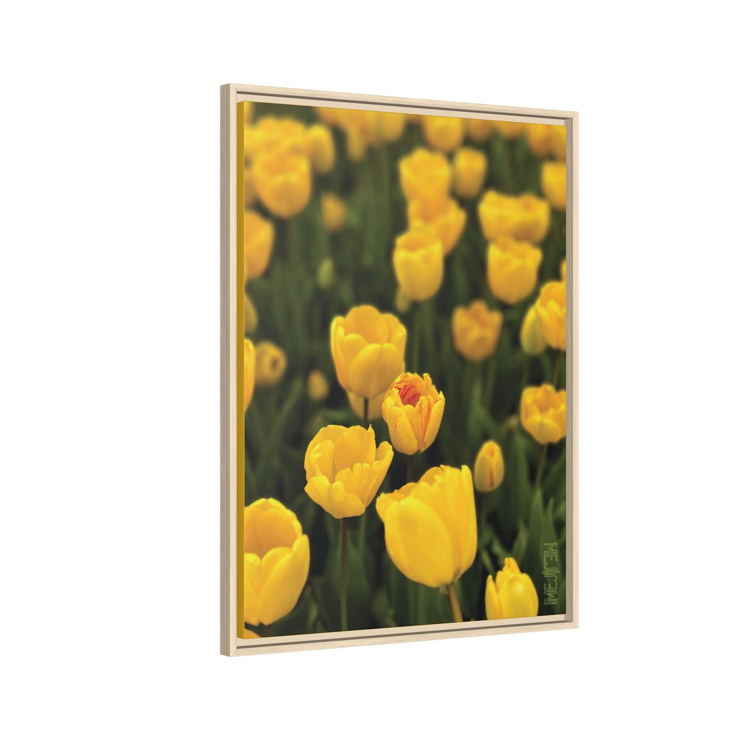 DAWNBREAK 001 — Chromatic Meji Explore Series: Tulips | Skagit Valley, WA GroveSense™ by José Domingo