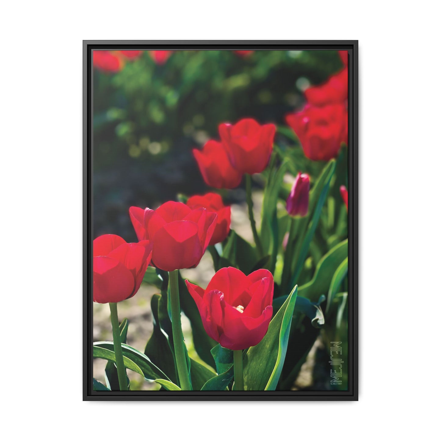 SCARLET 001 — Chromatic Meji Explore Series: Tulips | Skagit Valley, WA GroveSense™ by José Domingo