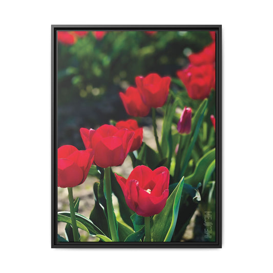 SCARLET 001 — Chromatic Meji Explore Series: Tulips | Skagit Valley, WA GroveSense™ by José Domingo