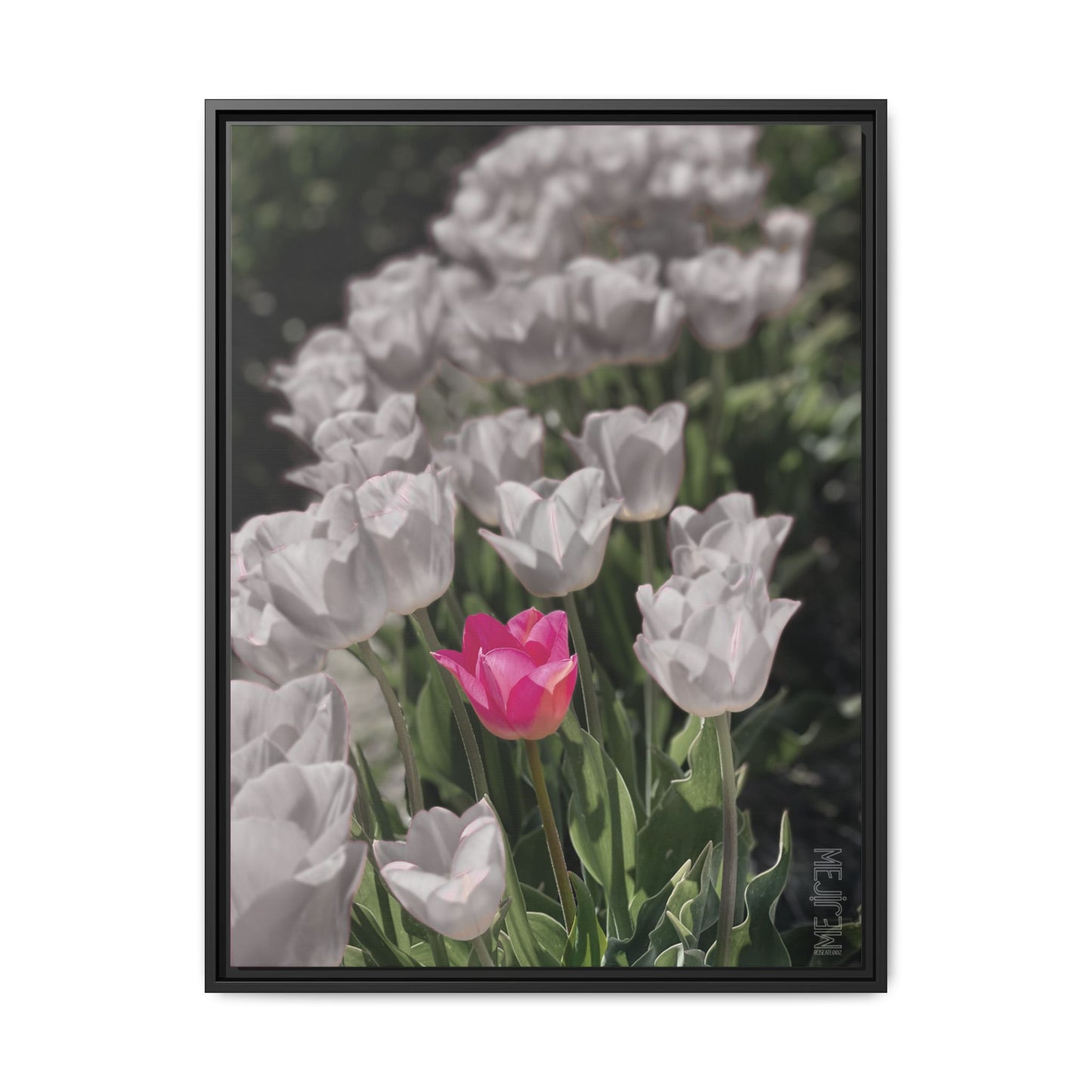 ROSEATE 002 — Serenity Meji Explore Series: Tulips | Skagit Valley, WA GroveSense™ by José Domingo