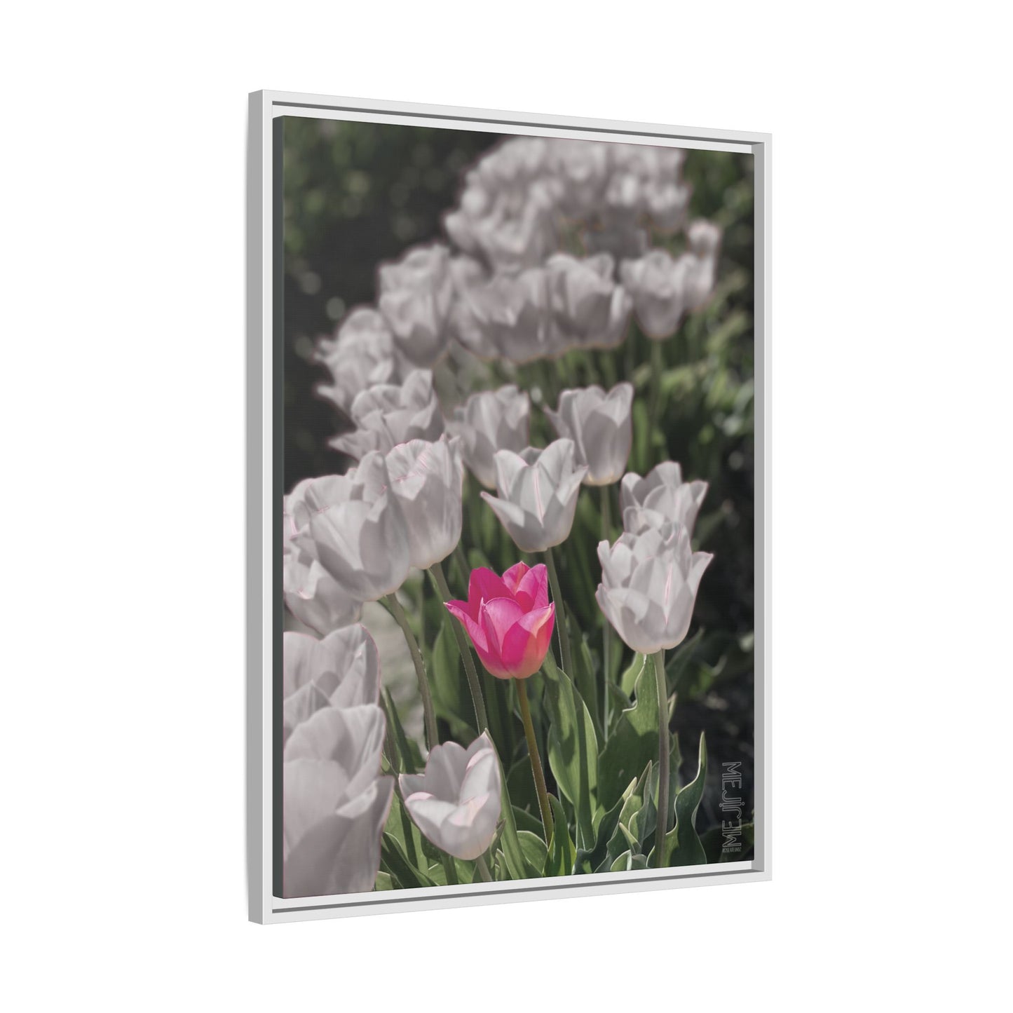 ROSEATE 002 — Serenity Meji Explore Series: Tulips | Skagit Valley, WA GroveSense™ by José Domingo
