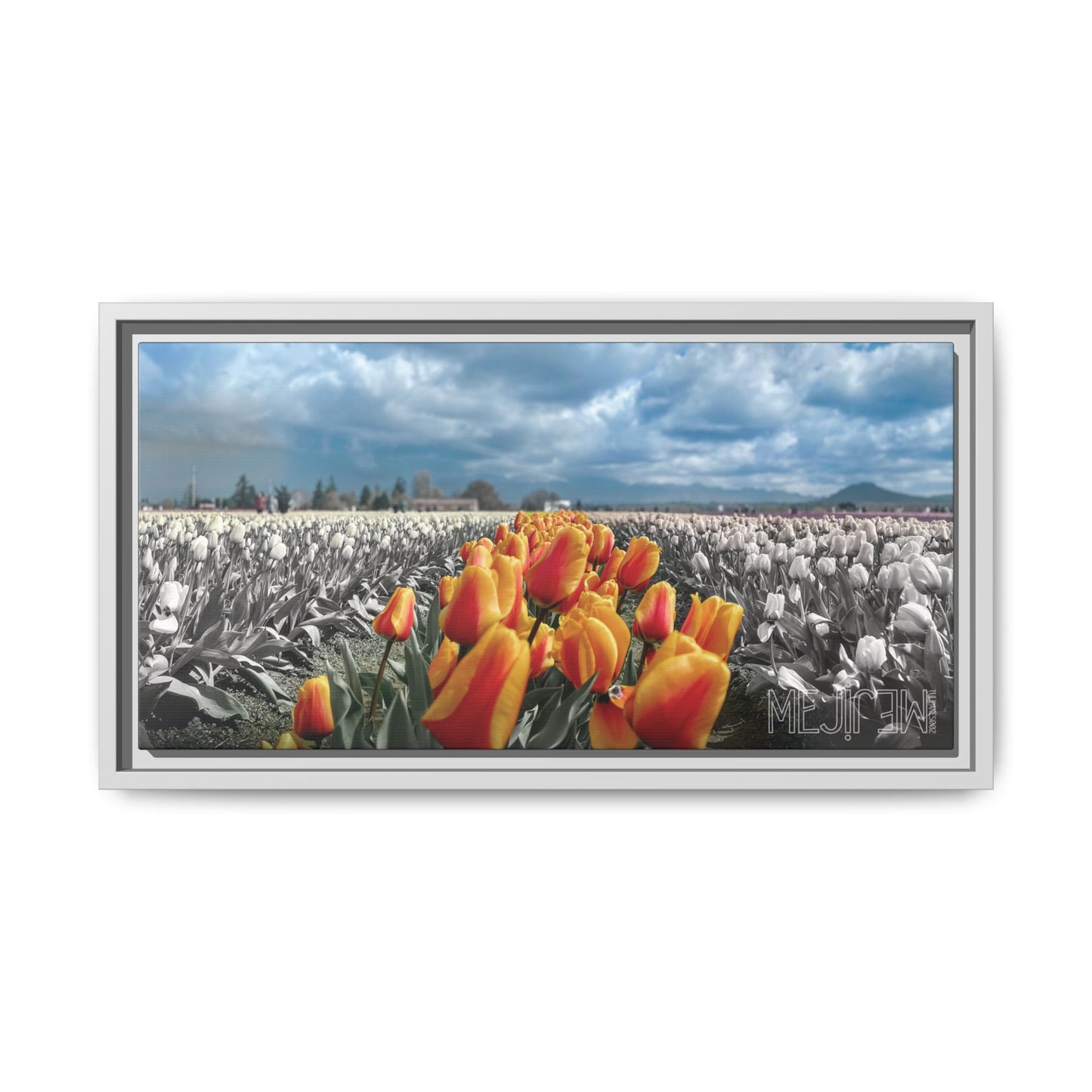 "TULIPANES 002 — Tranquility" Skagit Valley Tulip Field Print — Matte Canvas Wall Art