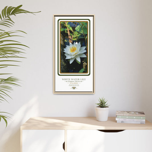 Framed "Stillness" White Water Lily Botanical Wall Art - "PRIDE, PLANTED: ROOTED IN WORTH" COLLECTION