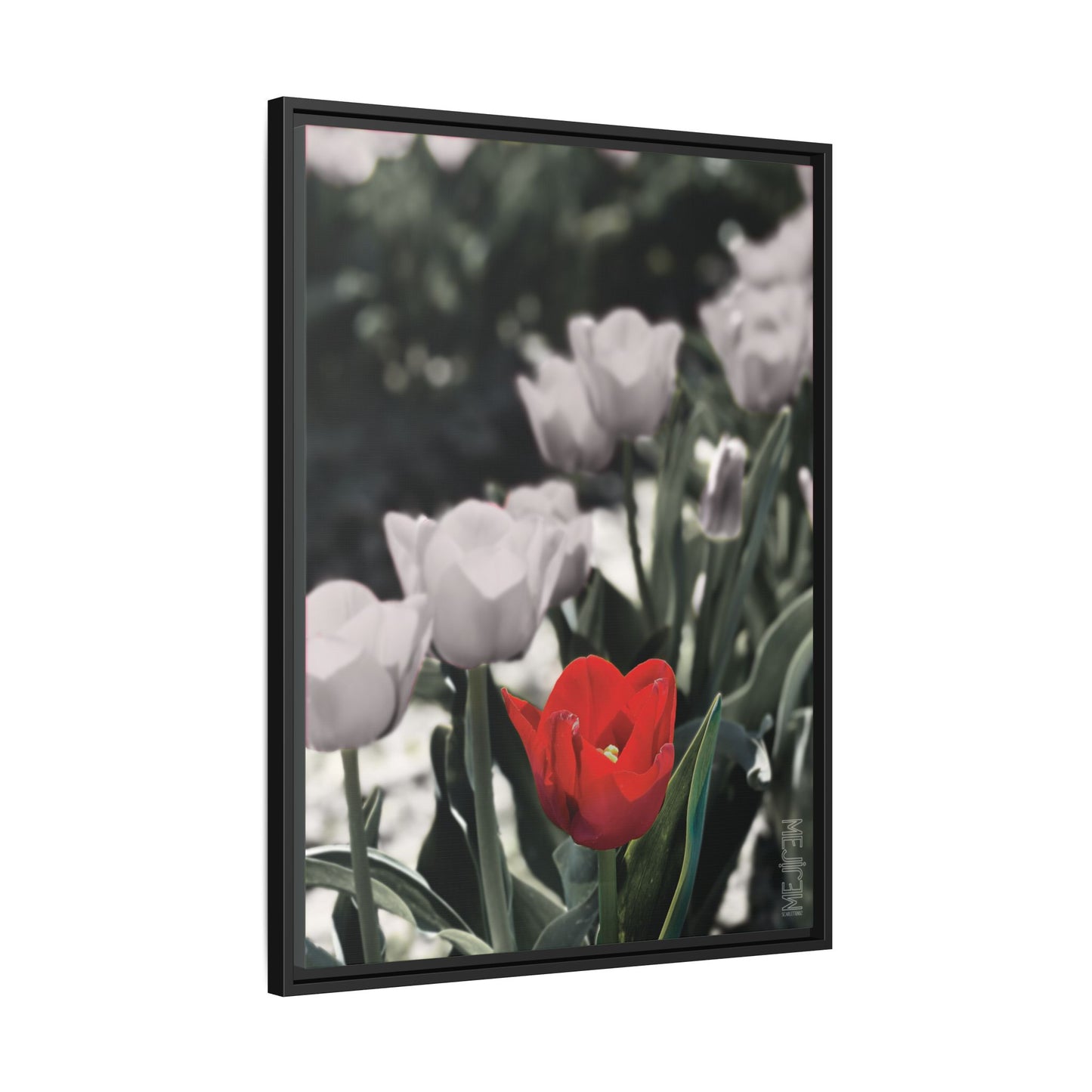 SCARLET 002 — Stillness Meji Explore Series: Tulips | Skagit Valley, WA GroveSense™ by José Domingo