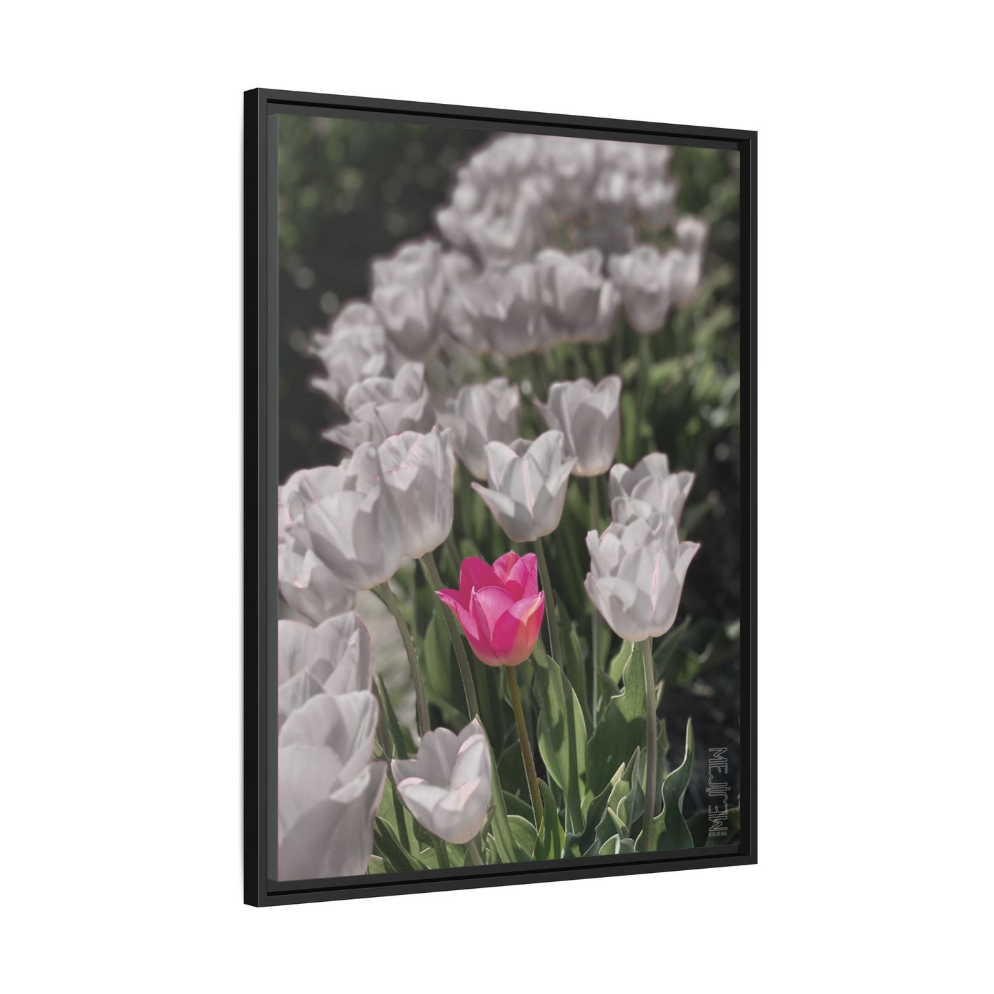 ROSEATE 002 — Serenity Meji Explore Series: Tulips | Skagit Valley, WA GroveSense™ by José Domingo