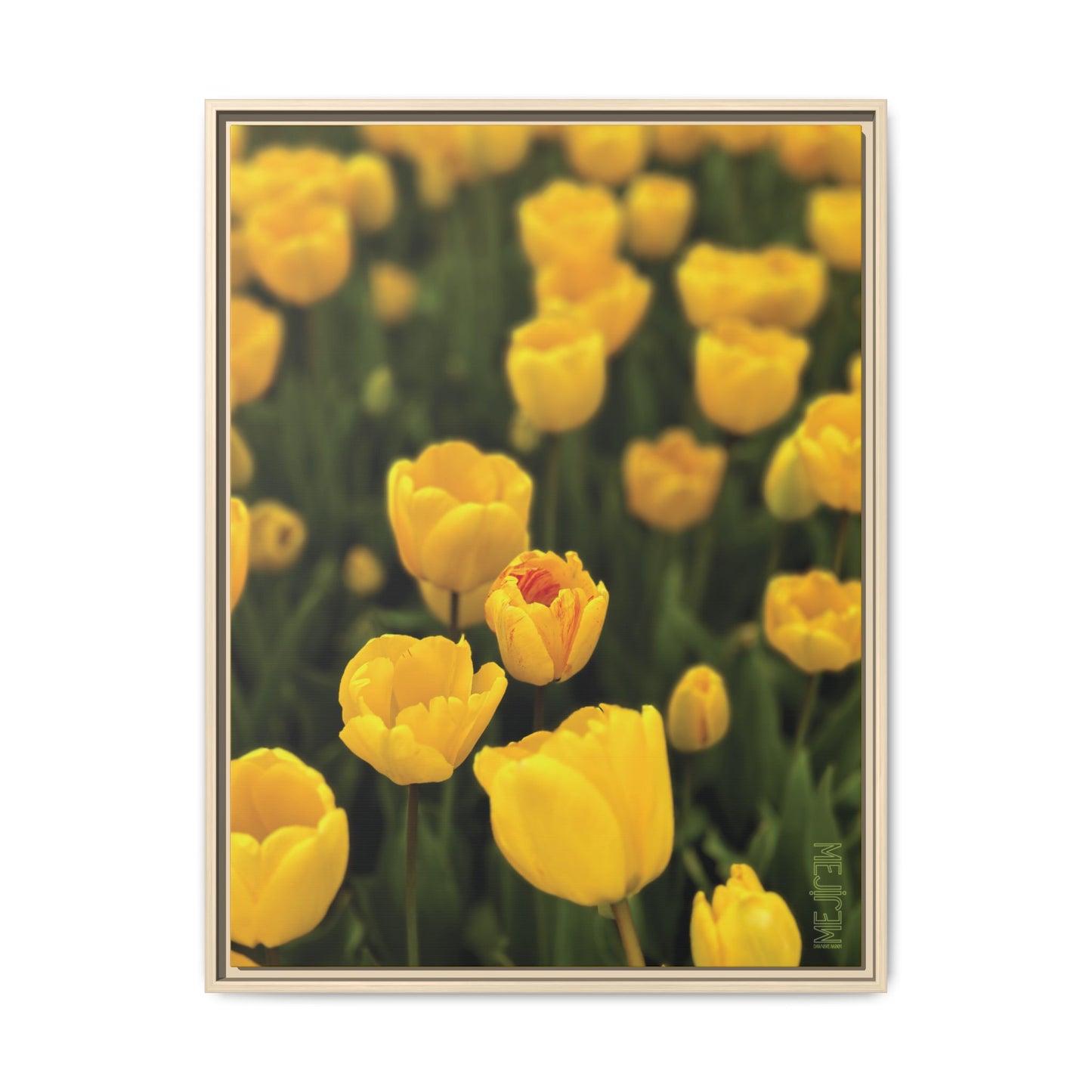 DAWNBREAK 001 — Chromatic Meji Explore Series: Tulips | Skagit Valley, WA GroveSense™ by José Domingo