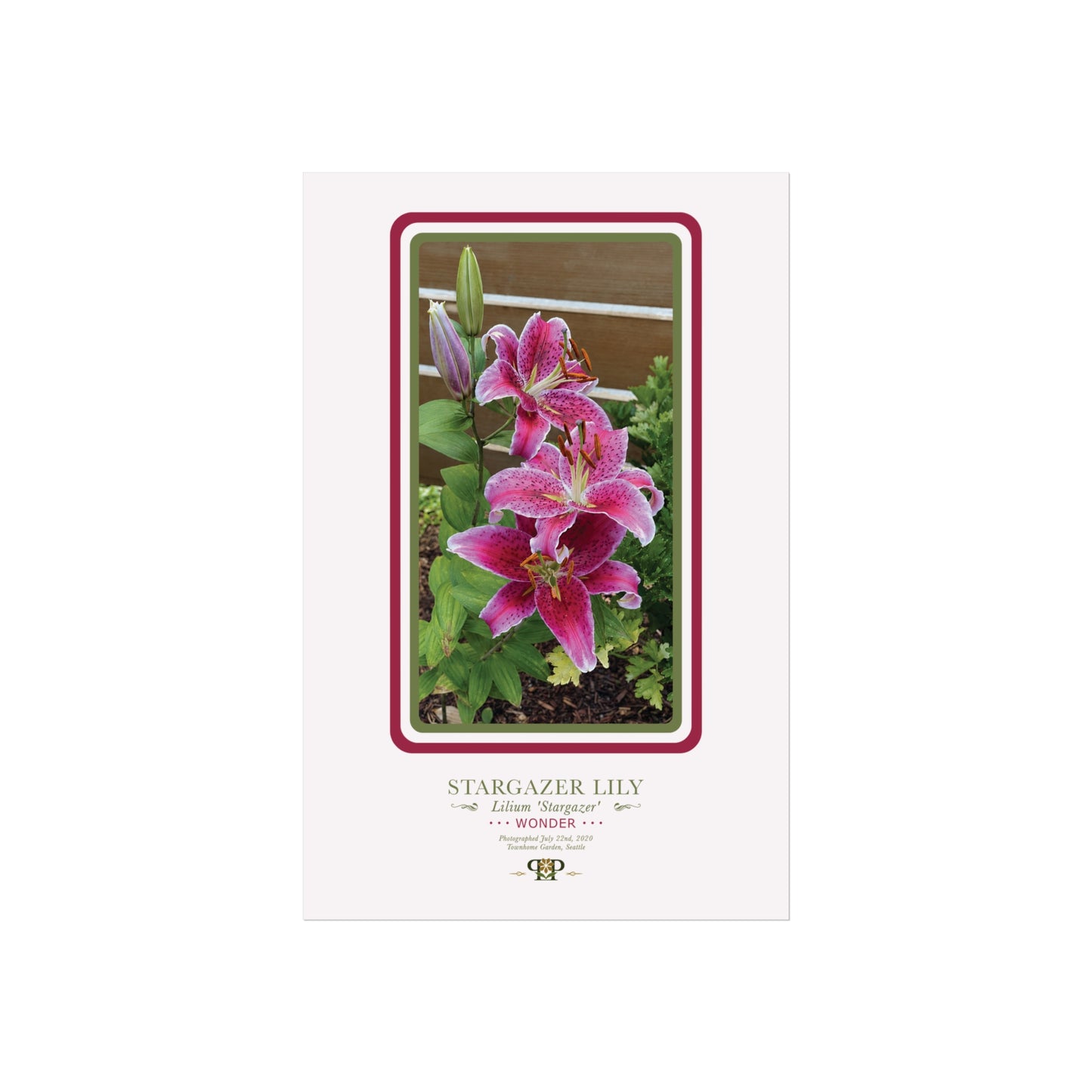 Stargazer Lily Fine Art Poster | Botanical Wall Art | Wonder Nature Print
