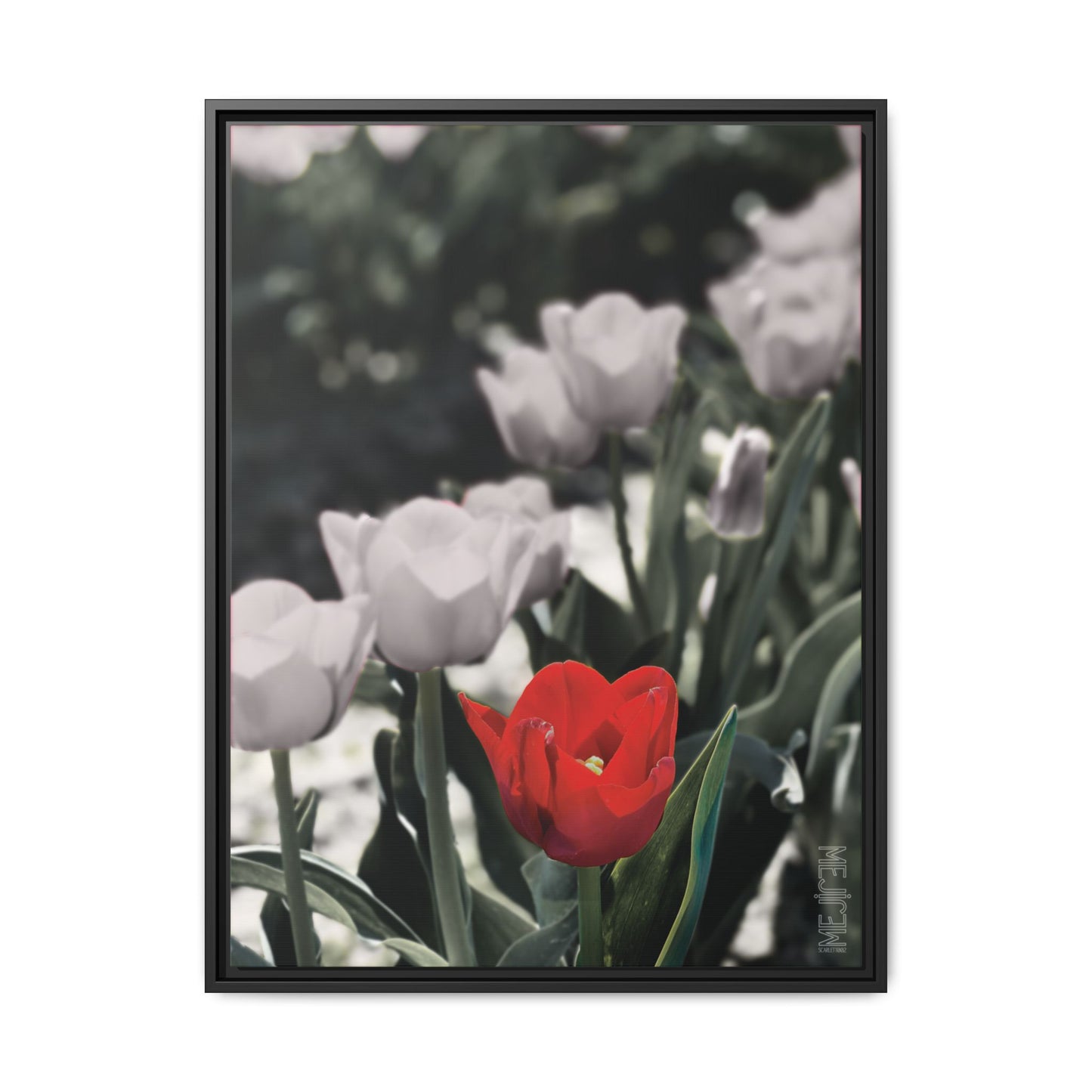SCARLET 002 — Stillness Meji Explore Series: Tulips | Skagit Valley, WA GroveSense™ by José Domingo