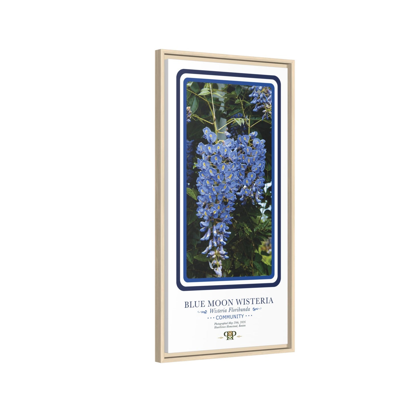 Framed “Community” Blue Moon Wisteria Botanical Wall Art - “PRIDE, PLANTED: ROOTED IN WORTH” COLLECTION