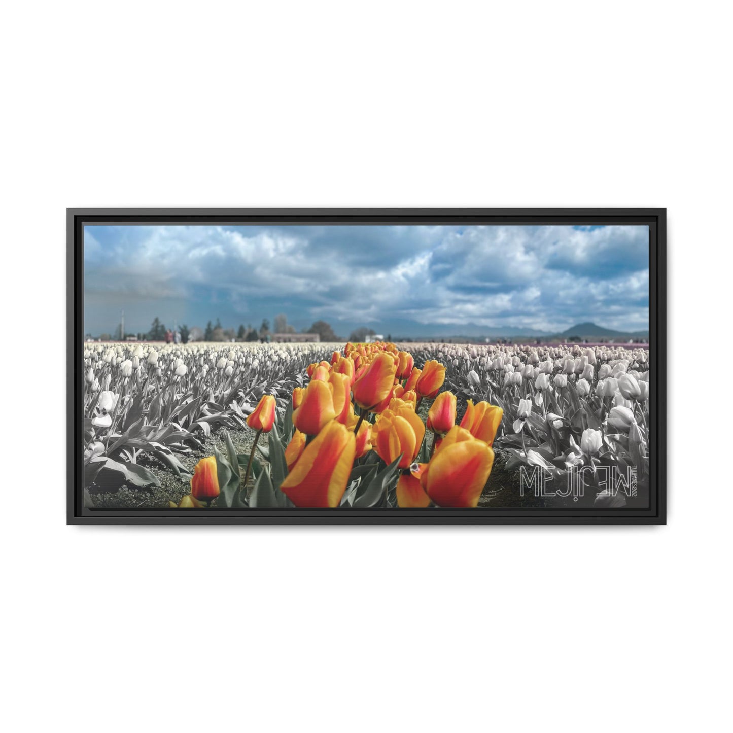 "TULIPANES 002 — Tranquility" Skagit Valley Tulip Field Print — Matte Canvas Wall Art