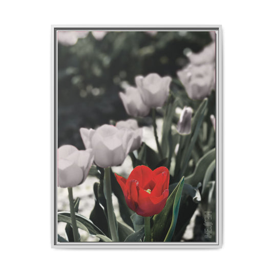 SCARLET 002 — Stillness Meji Explore Series: Tulips | Skagit Valley, WA GroveSense™ by José Domingo